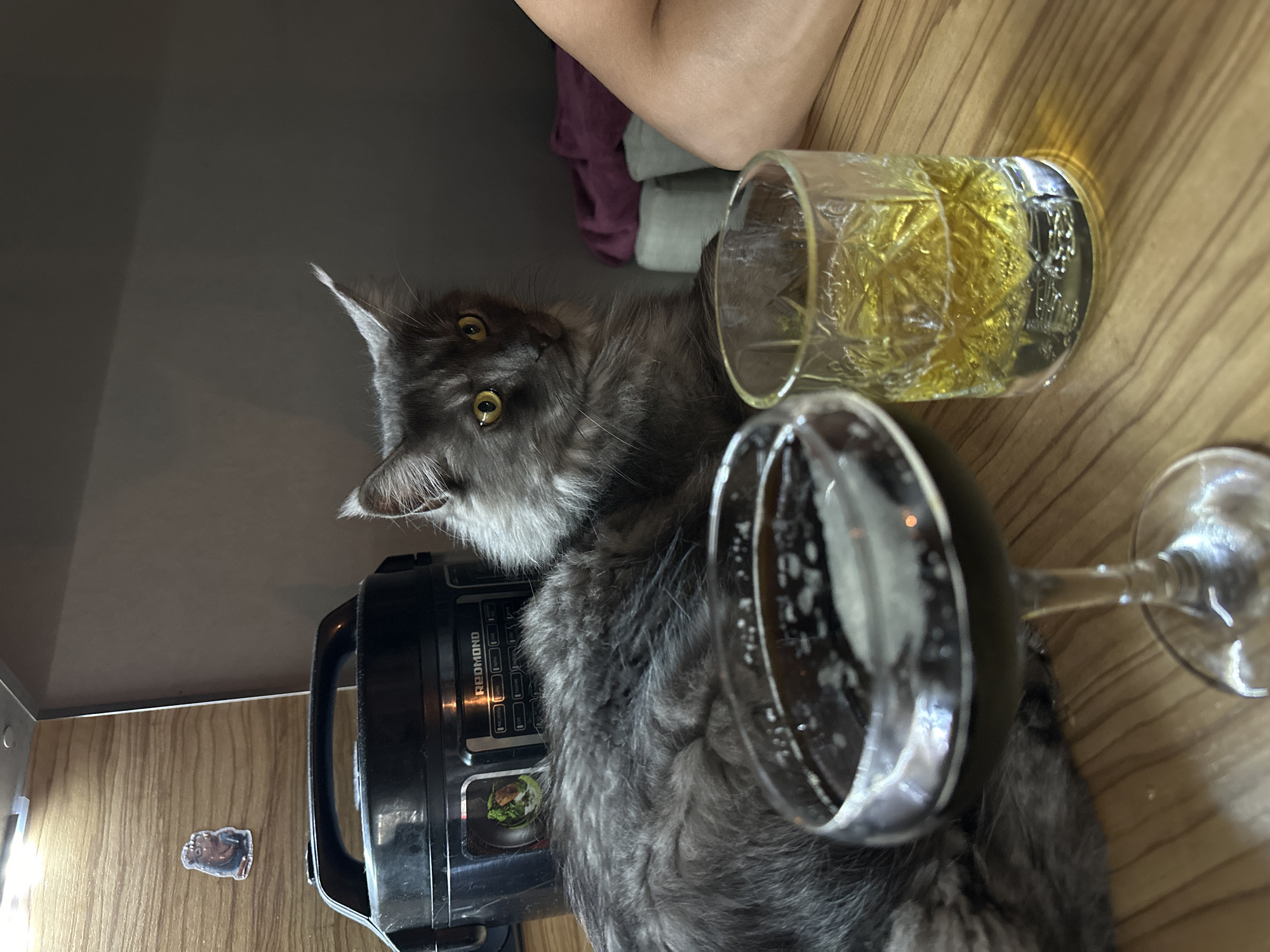 A grey Maine Coon cat with yellow eyes lies on a wooden surface next to two glasses of beverages and a black appliance. One glass, a coupe with a dark, foamy liquid, is in the foreground, slightly to the left. To its right is a rocks glass filled with a golden liquid. Behind the cat, the black appliance, identified by the "REDMOND" logo, is a multi-cooker. The cat is positioned with its head looking to the right. In the background, a person's leg is visible, suggesting human presence. The setting appears to be a domestic environment, possibly a kitchen counter in Angarsk, Russia.