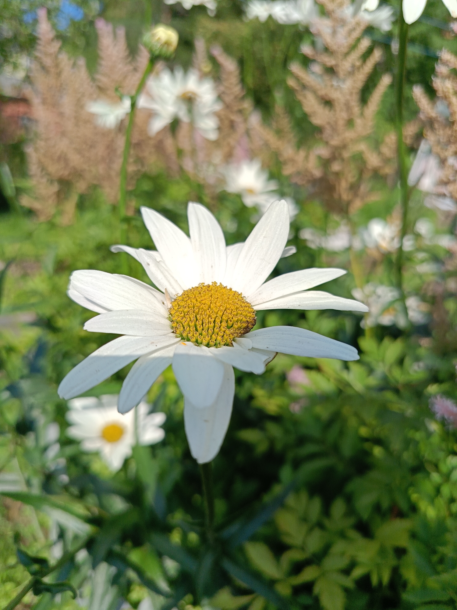 A close-up, low-angle shot shows a white daisy with a yellow center in the foreground. The daisy's petals are extended, and its center shows many small, yellow florets. Behind the daisy, the background is blurred and consists of green foliage, other white flowers, and some dried brown plant material. The lighting suggests it is daytime, with sunlight illuminating the scene. There are no people or specific landmarks visible to indicate a location in Vishnovka, Russia.