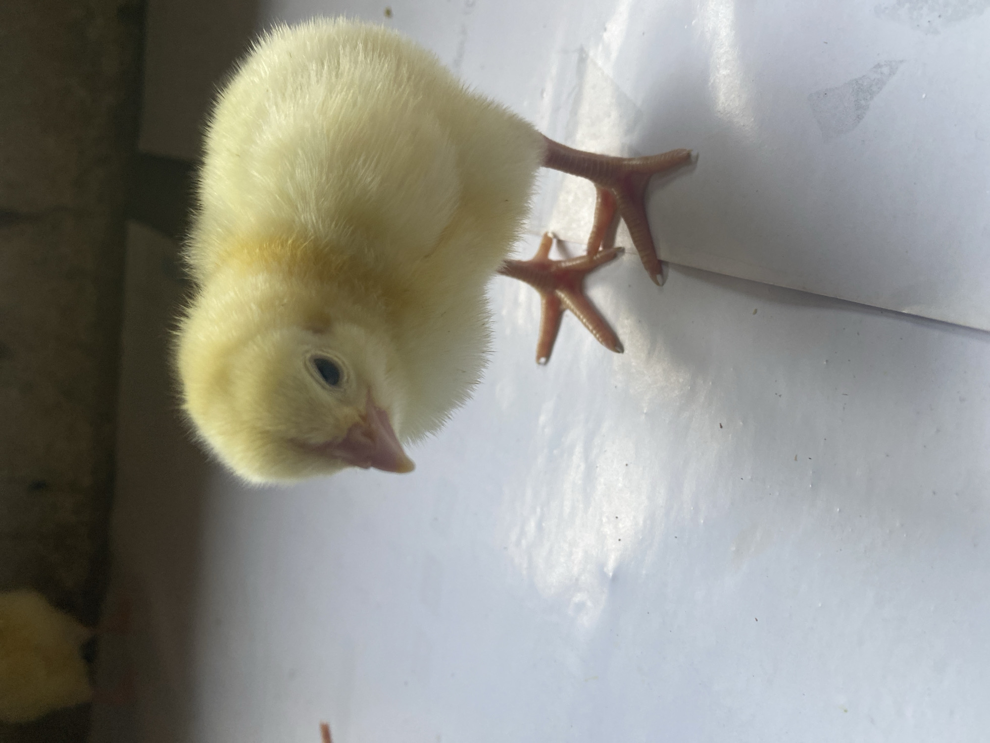 The image displays a small, light yellow chick standing on a clean, white surface. The chick is positioned vertically, with its head turned to its right and looking slightly downwards. Its bright, dark eye and small, pinkish beak are clearly visible. Its body is covered in soft, fluffy down. The chick's delicate pinkish-orange legs and splayed feet, featuring small white claws, are visible on the white surface.
The background behind the chick is dark and out of focus, suggesting an indoor setting, possibly a container or an enclosure. One of the provided crop images reveals a second, partially visible chick in this darker background. The chick appears calm, simply standing. There is no visible text or any specific environmental cues to determine the precise location or time of day.