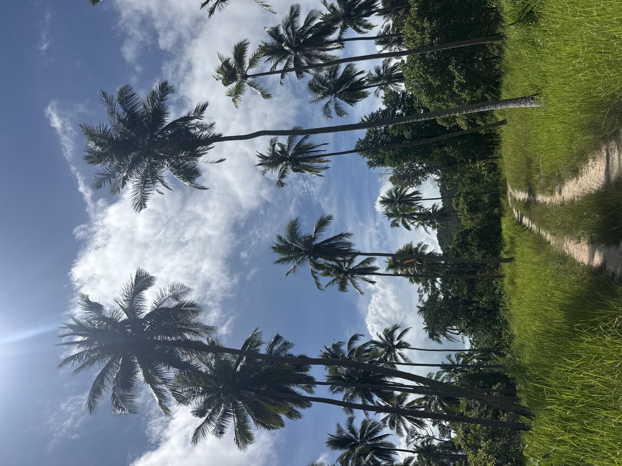 A sun-drenched dirt path in Baan Thong Nang, Thailand, cuts through dense green grass and shadowed trees. Tall coconut palm trees stretch skyward against a backdrop of blue sky and scattered white clouds. The sun's glare is visible in the lower-left corner.
