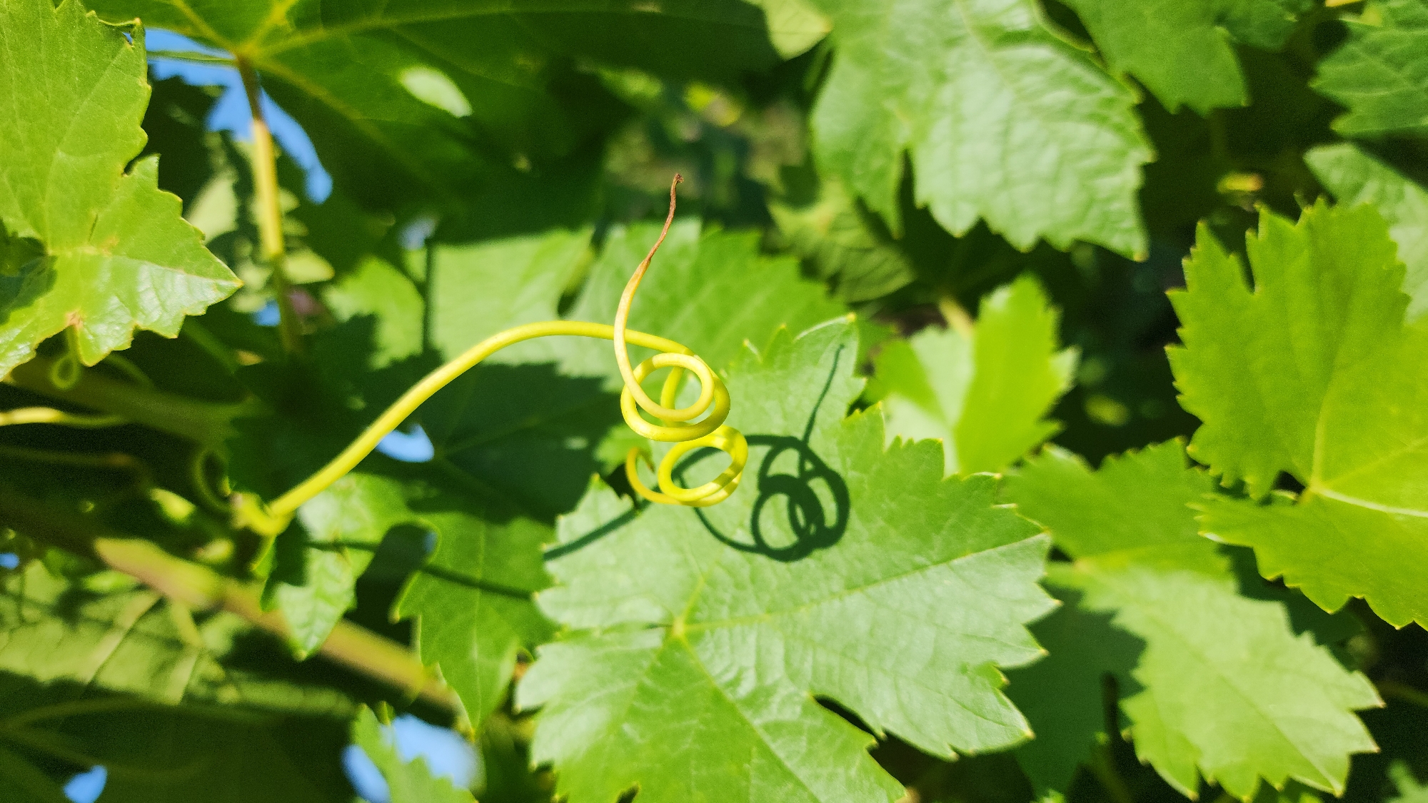 A close-up shot focuses on a bright green tendril of a grape vine, curled into a tight spiral. The tendril is thin and delicate, with a slightly darker, brownish tip. It rests on a large, textured green grape leaf, casting a sharp shadow. The background is a blur of more vibrant green leaves and glimpses of bright blue sky, suggesting an outdoor setting. The image is composed with a shallow depth of field, drawing attention to the intricate spiral of the tendril. The location is Baghramyan, Armenia.