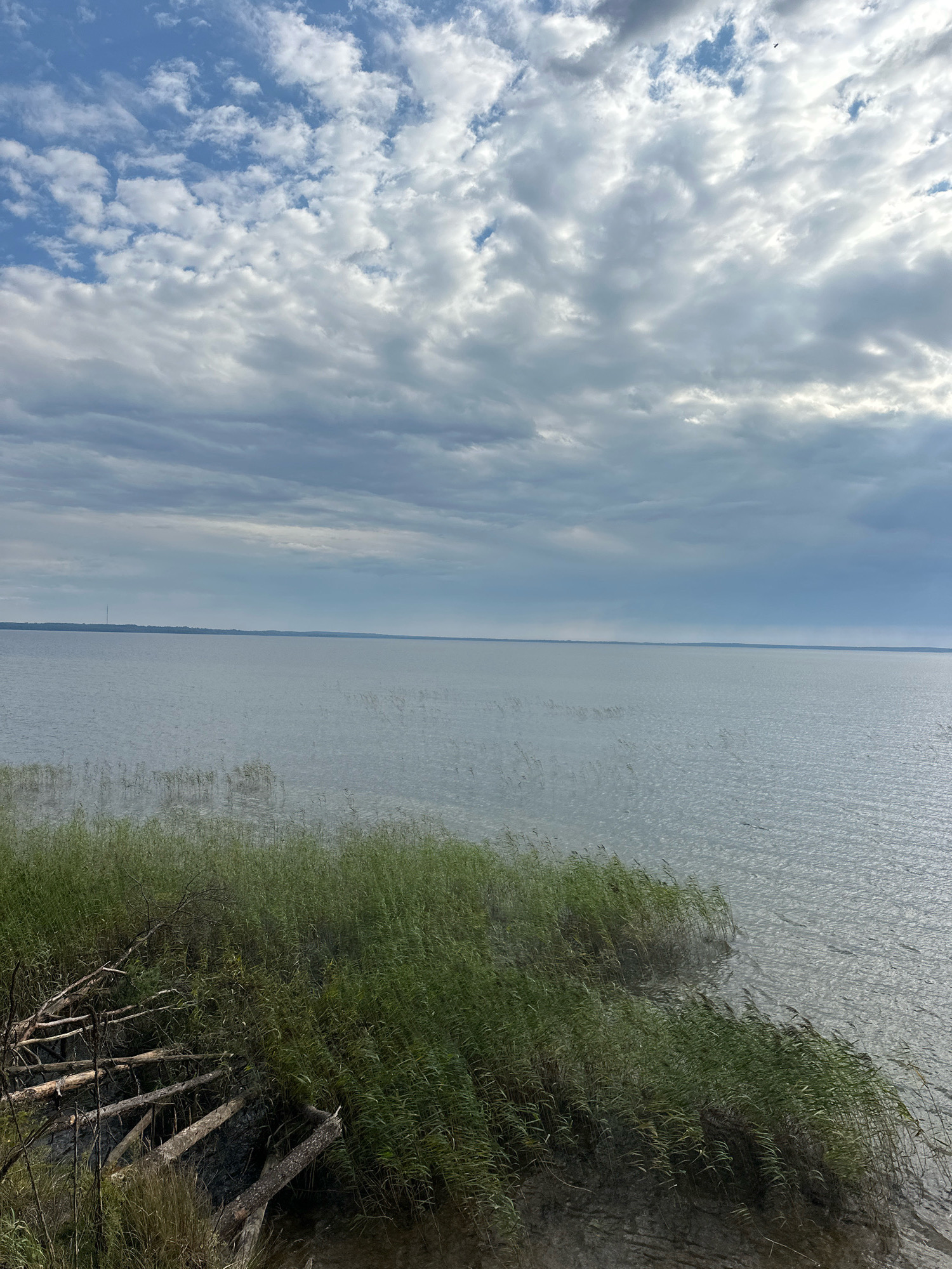 A wide shot captures a tranquil lake under a cloudy sky. The water is calm, with a slight ripple effect, and extends to the horizon where a faint line of trees and a slender tower are visible. In the foreground, lush green reeds sway gently along the shoreline, partially obscuring the sandy bank and a collection of fallen branches and logs. The sky is a mix of white and gray clouds, with patches of blue peeking through. The scene evokes a sense of natural serenity.