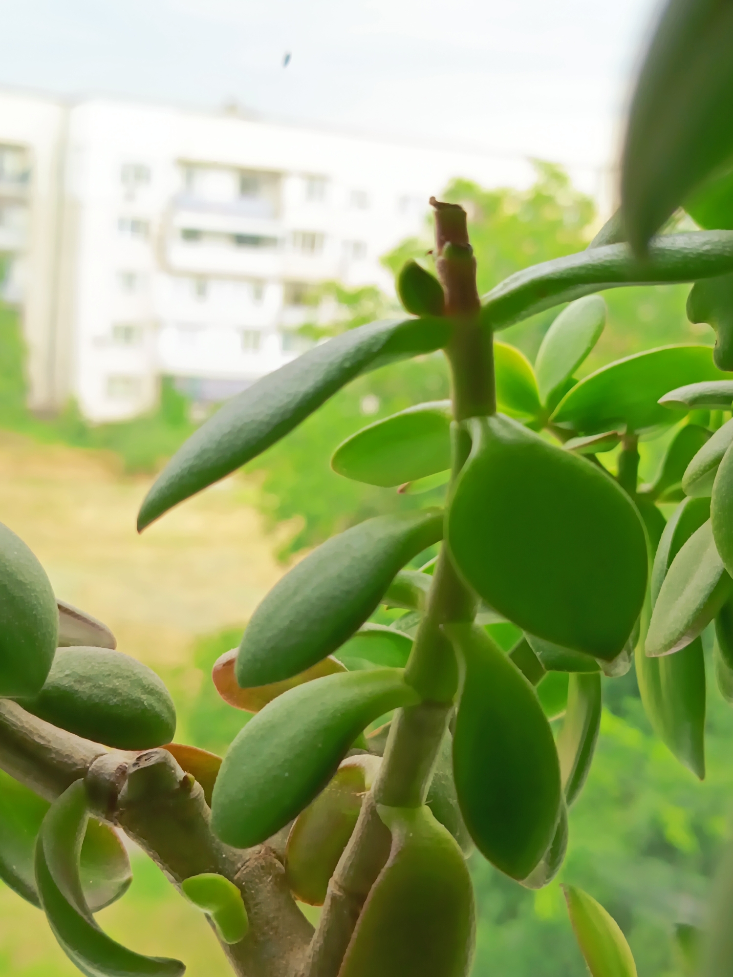 The image is a close-up, vertical, eye-level shot of a jade plant (Crassula ovata) in what appears to be an apartment building in Izmail, Ukraine. The plant's thick, green, oval-shaped leaves and woody stems are in sharp focus, dominating the foreground. The background is blurred, showing a light-colored apartment building with visible windows and balconies, and lush green foliage, suggesting an outdoor environment visible from an interior. A small, dark speck, possibly a dust particle or insect, is present in the upper portion of the image against the sky. The lighting is natural, with soft light illuminating the plant. There are no people or animals visible in the scene. The overall impression is one of indoor nature juxtaposed with an urban backdrop.
