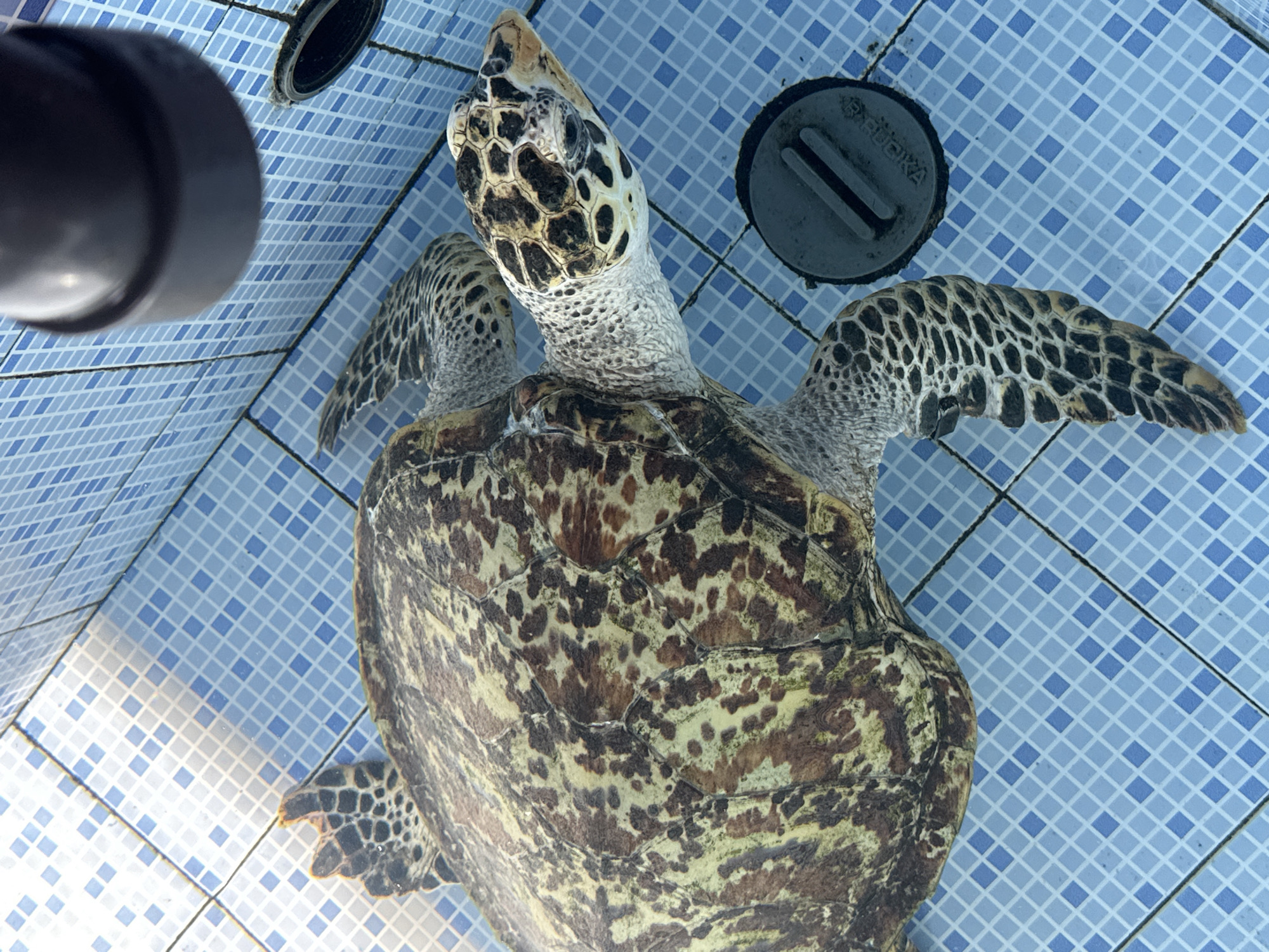 A Hawksbill sea turtle is shown from a top-down perspective, swimming in a shallow, tiled pool. The turtle's shell displays a mottled pattern of brown, green, and yellow. Its flippers are extended, and its head is turned to the right, with a distinctive beak and patterned skin. The pool's floor is covered in small, light blue and white square tiles, with a drain cover visible in the lower right quadrant of the image. A black, cylindrical object, possibly a light fixture or equipment, is visible at the top right of the frame. The water is clear, and light reflections are visible on the surface. The scene is consistent with an aquatic rehabilitation center or aquarium. This image is not specific to Denpasar, Indonesia, but could represent a facility in such a location known for marine conservation efforts.