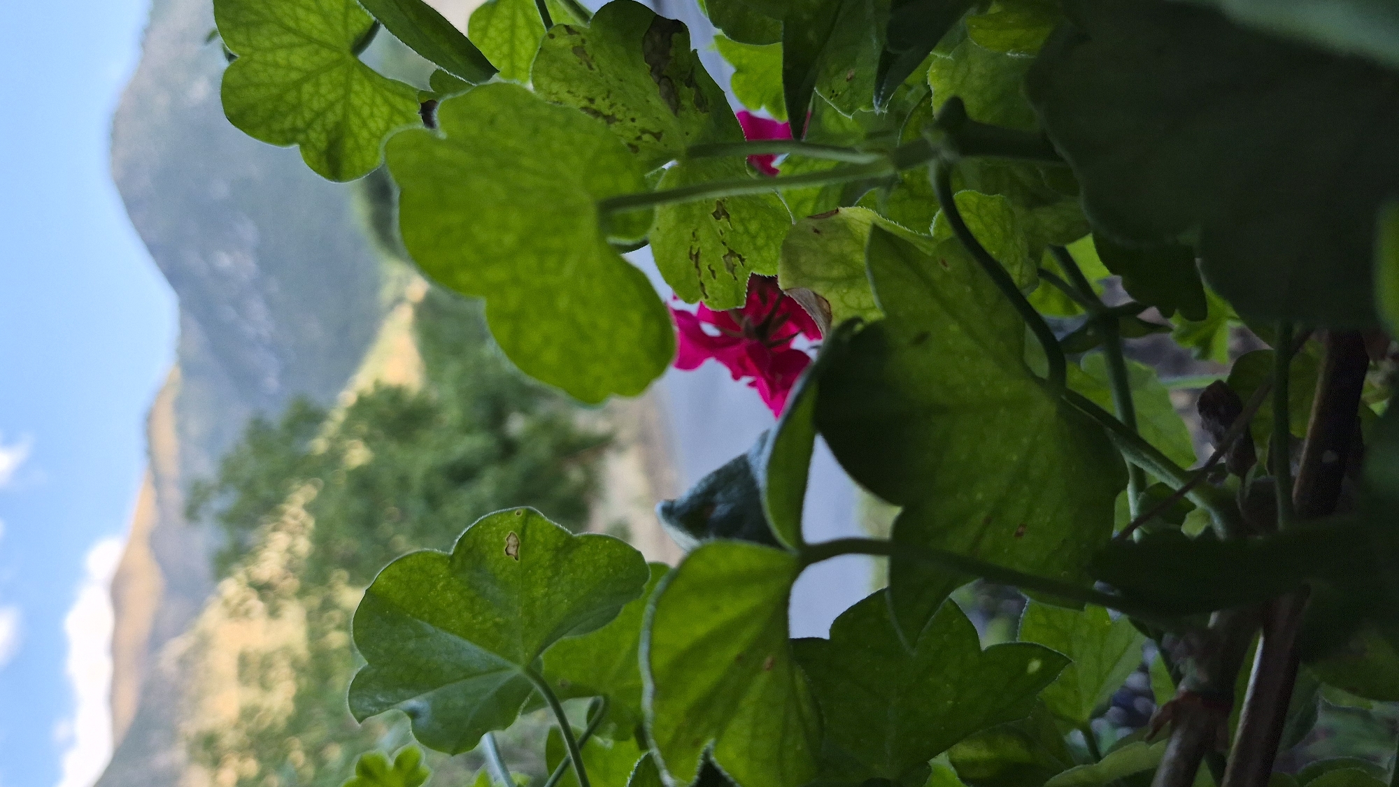 This is a close-up, shallow depth-of-field, vertical, outdoor photograph. The foreground is dominated by the blurred, green leaves of a plant, possibly geraniums, with some brown spots visible on their surfaces. A single, bright pink flower peeks through the foliage in the mid-ground. Behind the plant, the background consists of a blurred landscape of rolling hills and mountains under a bright blue sky with scattered white clouds. The lighting suggests it is daytime, likely late afternoon or early morning due to the warm, golden light on the hills. The image is devoid of any human presence or activity.