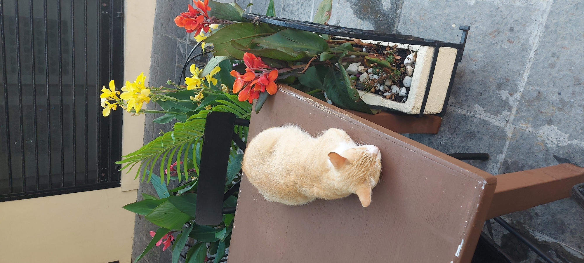 A light orange cat sleeps on a brown wooden table. The table is set on a stone patio with a black metal chair visible behind it. In the background, there are green plants with yellow and orange flowers, and a building with a light yellow wall and dark horizontal window bars. The scene appears to be an outdoor seating area, possibly at a cafe or restaurant, in a location that could be the Municipal Unit of Rhodes, Greece.
