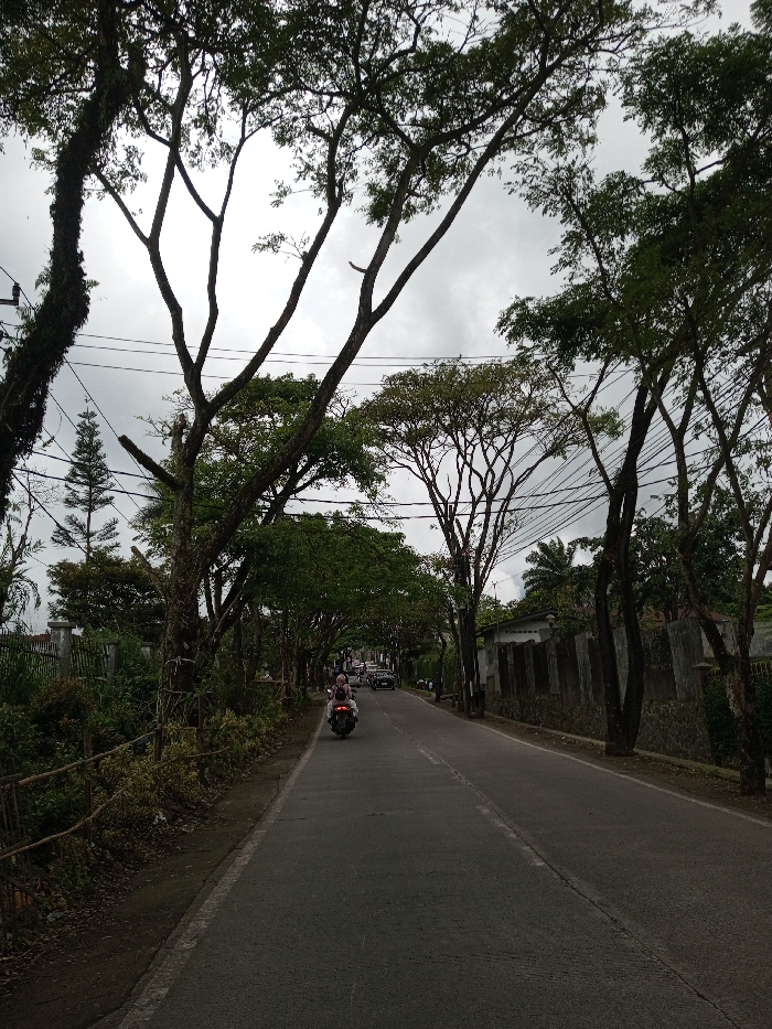 The image depicts a paved two-lane road in Melakudikadu, India, viewed from a low perspective, extending into the distance under an overcast sky. Large, leafy trees form a dense canopy overhead, lining both sides of the road, with power lines visible through their branches. On the left side, a dirt shoulder transitions to dense green vegetation and a rustic fence made of intertwined branches. Beyond this, a white fence or gate is partially visible amongst more foliage. On the right side, a dirt shoulder meets a stone wall with concrete pillars, behind which a building with a light-colored upper section and additional vegetation, including palm trees, is present. A single individual wearing a light-colored head covering and clothing is operating a dark-colored motorbike in the center of the right lane, moving away from the viewer. Several other vehicles, including cars, are visible further down the road, also moving in the same direction. The overall environment is characterized by dense foliage and a mix of natural and constructed elements typical of a suburban or semi-rural road.