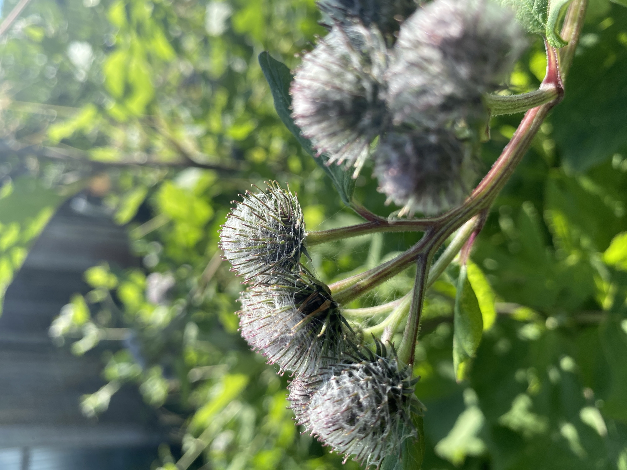 This is a close-up, eye-level, outdoor shot of burdock seed heads in Zelenodol'sk, Russia. The foreground features several prickly burdock seed heads, some covered in fine, wispy white fibers, with some appearing to be in early bloom with purple tips. A small, dark insect, possibly a beetle, is visible on one of the seed heads. The stems of the burdock plant are a reddish-green color. The background is filled with blurred green foliage, suggesting a garden or overgrown area, and a wooden fence is faintly visible at the top left. The lighting indicates a bright, sunny day.