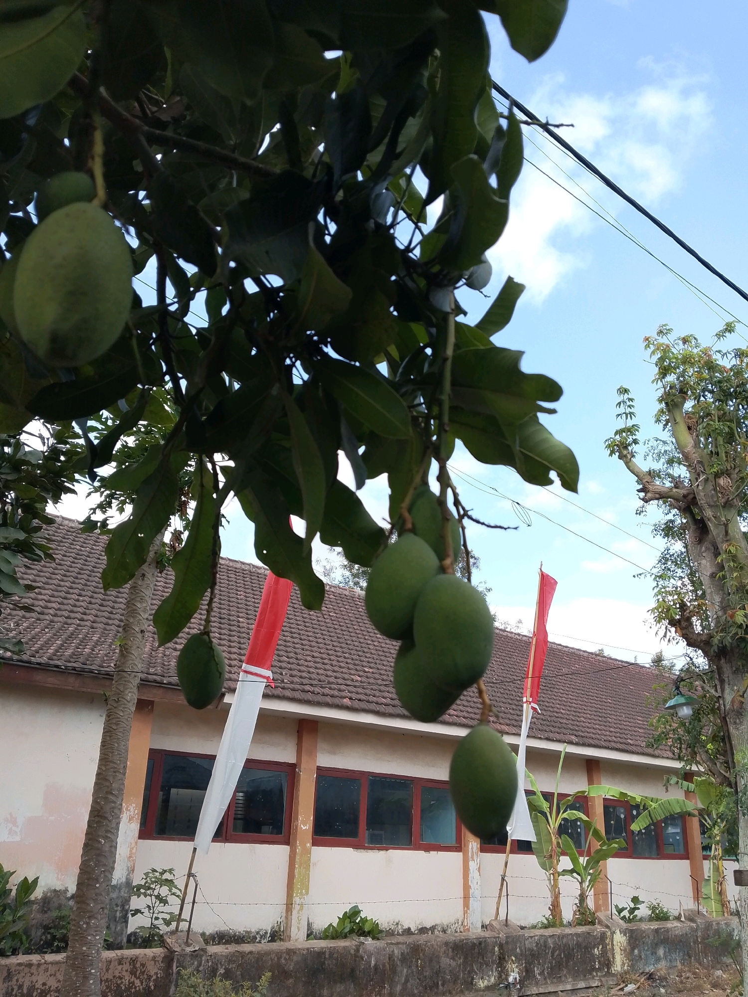 In the foreground of the image, a branch of a tree laden with unripe green mangoes hangs down, obscuring a portion of the view. The mangoes are clustered in groups, with some individual fruits hanging lower on their stems. The leaves of the tree are a dark green and appear somewhat wilted. Behind the tree, a building with a tiled roof and a cream-colored facade is visible. Red and white flags, possibly representing the Indonesian flag, are planted in front of the building. The flags are positioned at different heights and angles. The building has a row of windows with dark frames. To the right of the building, another tree with a thick, textured trunk and sparse green foliage stands. Overhead, a clear blue sky with scattered white clouds can be seen, intersected by thin black and green wires. In the lower portion of the image, a concrete wall runs horizontally, and beyond it, the ground appears to be unpaved and covered with some debris. The scene depicts an outdoor environment, likely in a residential or institutional area, given the building and the presence of flags. The location is identified as Karangsari, Indonesia.