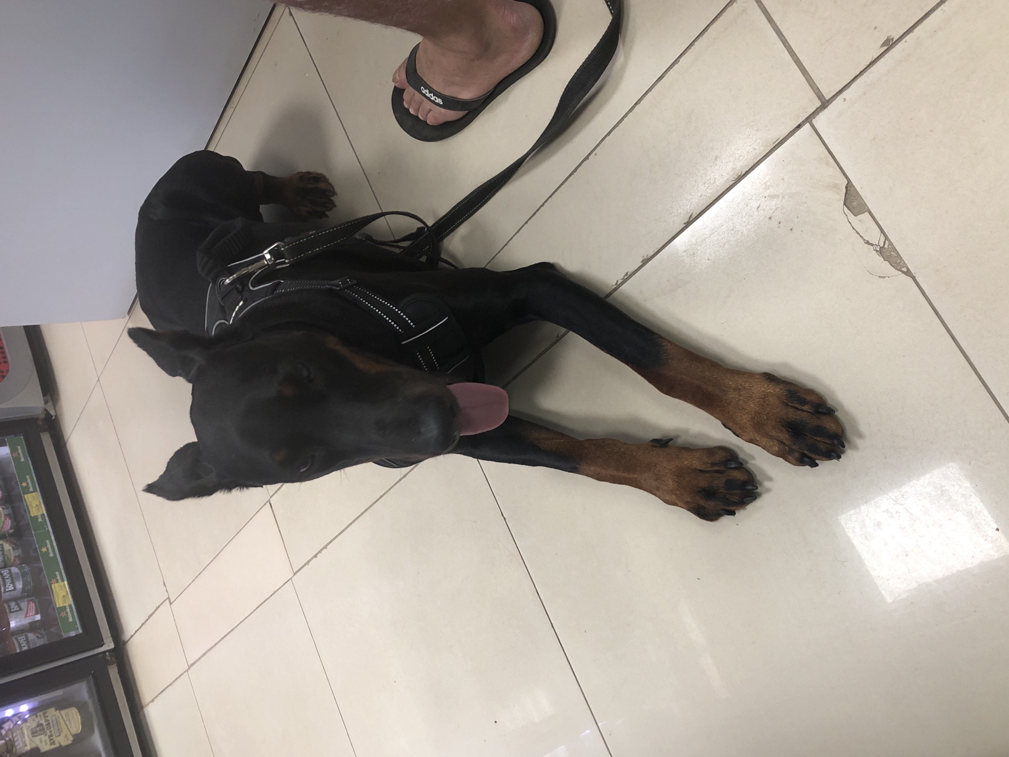 The image shows a black and tan Doberman Pinscher dog lying on a light-colored tiled floor. The dog is wearing a black harness with reflective straps and is attached to a black leash, which extends out of the frame to the right. The dog's tongue is slightly sticking out. Partially visible in the bottom right corner of the image is a person's bare foot wearing a black flip-flop with "adidas" written on the strap. In the background, there is a row of refrigerated display cases filled with bottles, suggesting a retail environment such as a convenience store or market. The floor tiles are arranged in a grid pattern and some appear worn or chipped. The lighting suggests an indoor setting. There is no direct evidence within the image to confirm the location as Solikamsk, Russia, but if this were the case, it would be an indoor retail establishment.