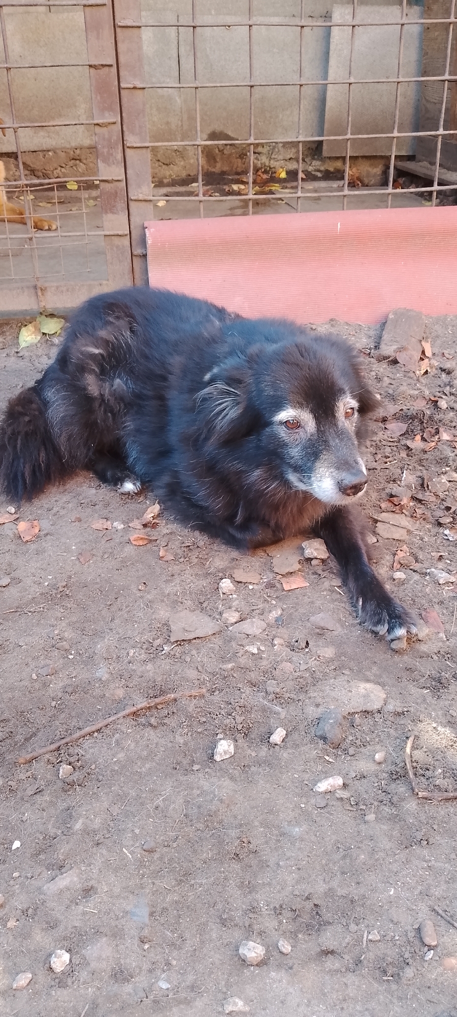 A medium-sized, long-haired black dog with graying fur around its muzzle and eyes is lying on dusty, dry ground. The dog is on its side, with its head turned to the right, looking slightly upward. Its paws are visible, with one front paw extended forward. The ground is covered with loose dirt, small pebbles, and a few scattered dry leaves. In the background, a metal fence with square openings is visible, behind which is a concrete or stone wall. Below the fence, a reddish-pink surface is present. The scene appears to be outdoors, possibly in a yard or enclosure. The location is identified as Belgorod, Russia.