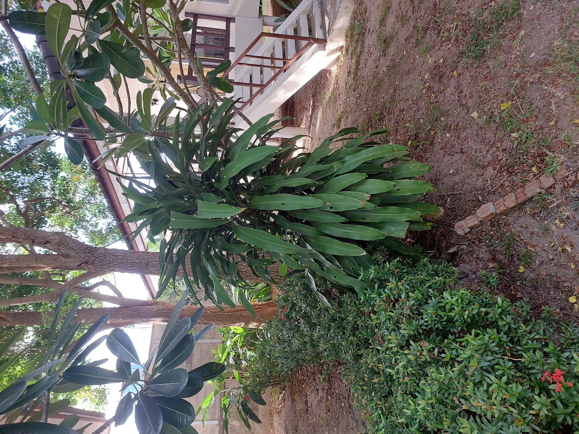 In Baan Mae Nam, Thailand, a lush garden area is depicted with various plants. A large, bushy plant with long, lance-shaped green leaves stands prominently in the foreground, its leaves drooping slightly. To the left of this central plant, a dense shrubbery with small, oval green leaves is visible, with a cluster of small red flowers at its base. Behind these plants, the trunks of two trees with rough bark are present, with their branches extending upwards and out of frame, interspersed with the bright green leaves of other trees and plants, suggesting a dense canopy.
In the background, a white building with a brown-tiled roof is partially visible. A set of outdoor stairs with a white concrete base and brown railings leads up to the building. The ground in the garden is a mix of dirt and dry leaves, with sparse patches of grass. The overall impression is of a well-maintained outdoor space adjacent to a dwelling.