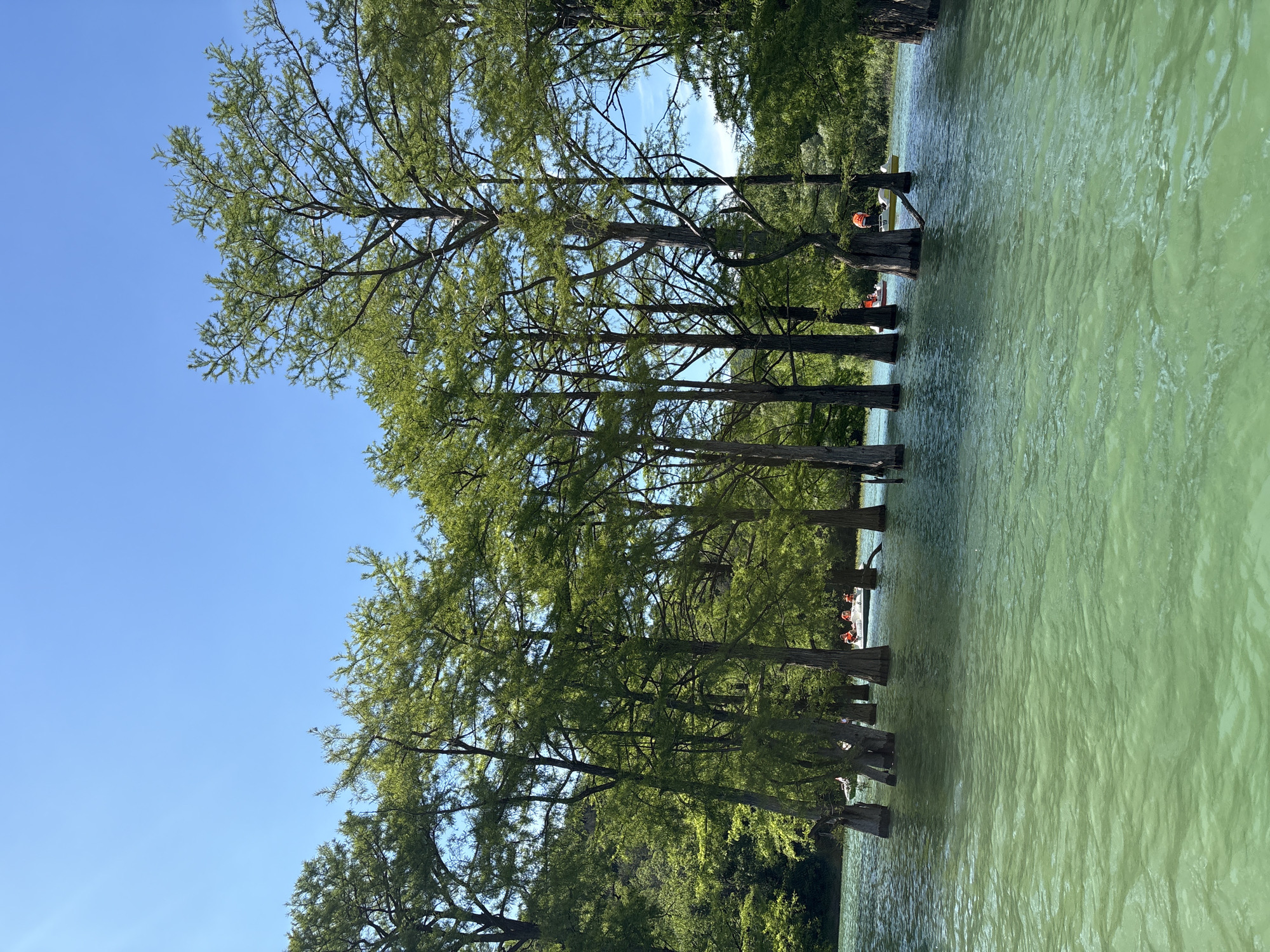 The image captures a unique natural landscape, dominated by a dense stand of trees growing directly from a body of water. The scene, when viewed in its correct horizontal orientation, shows numerous tall trees with slender, dark trunks and lush, light green foliage, characteristic of bald cypress trees (Taxodium distichum). These trees extend upwards against a clear, bright blue sky with minimal cloud cover, indicating a sunny and pleasant day, likely late morning or early afternoon.
The water below is a distinctive greenish-blue hue, appearing calm with gentle ripples across its surface. In the mid-ground, nestled among the submerged tree trunks, several small white boats or rafts are visible. A few individuals can be discerned within these vessels, with at least one person wearing a bright orange life vest, suggesting recreational activity such as boating or kayaking. The overall setting evokes a sense of tranquil enjoyment of nature.
This specific environment, featuring bald cypress trees growing in water, aligns with the known Cypress Lake in Sukko, Russia, which is famous for this natural phenomenon. There is no visible text in the image.