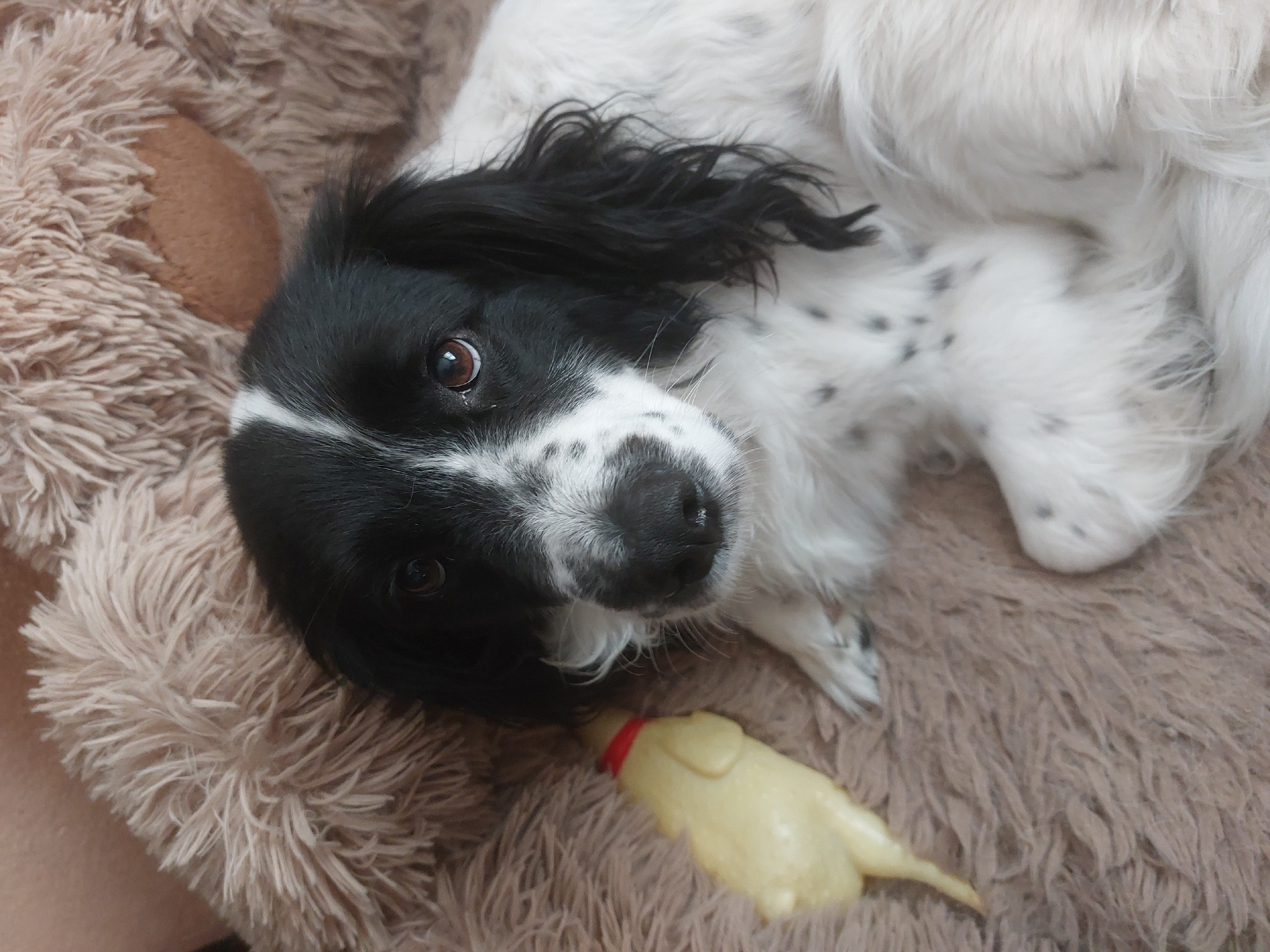 A black and white dog lies on a beige fluffy surface, possibly a blanket or cushion. The dog has black ears and a white muzzle with black spots. Its body is white with black spots. A yellow rubber chicken toy with a red collar sits near the dog. The image does not provide enough information to confirm the location in Tsarevo, Bulgaria.