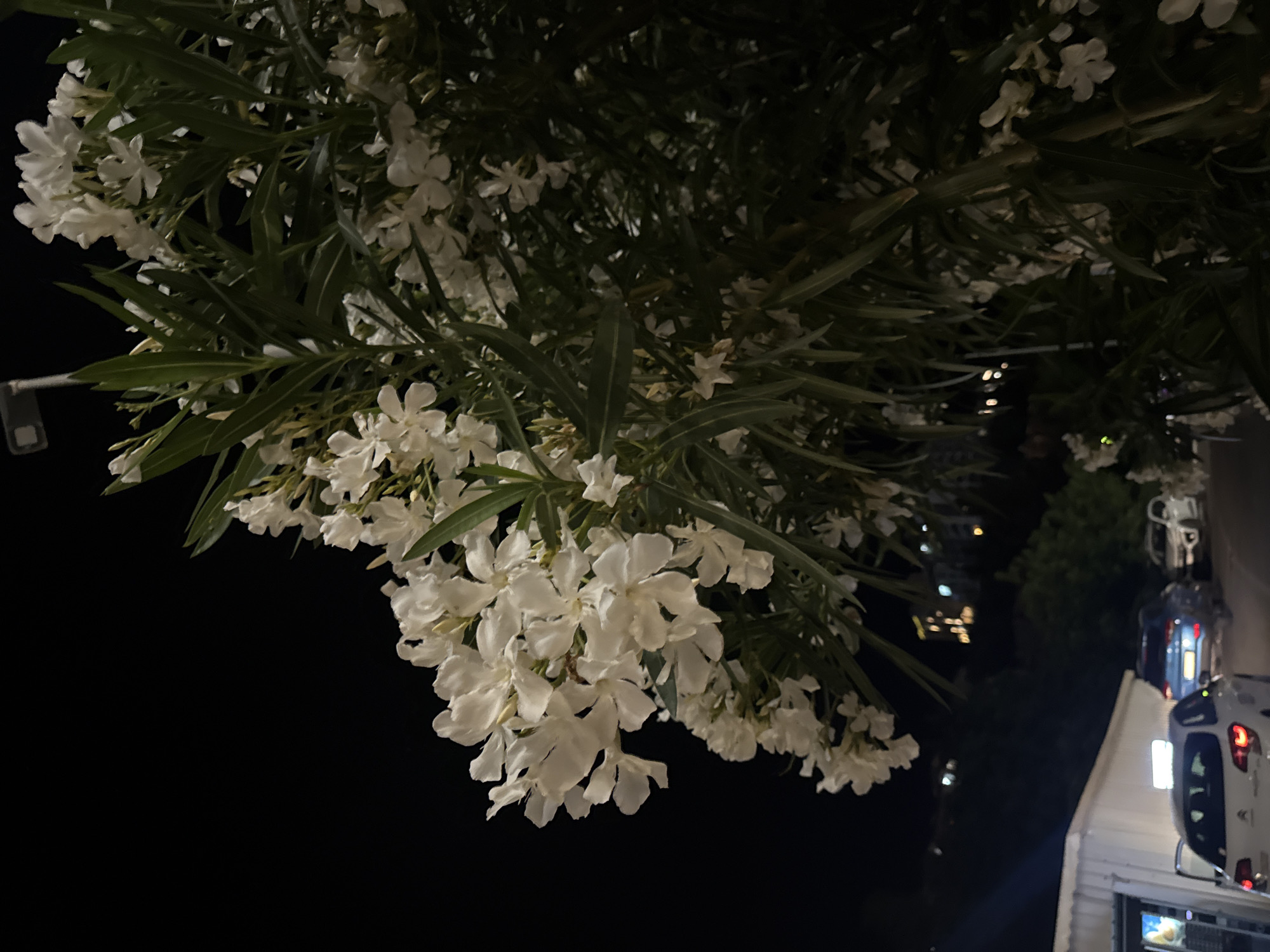 The media file depicts a close-up of white oleander flowers against a dark background. The flowers are clustered and delicate, with multiple petals. Some green leaves are visible amongst the blossoms, suggesting a plant in bloom.
In the background, a dimly lit scene suggests an outdoor setting at night. The blurred shapes of what appear to be buildings or structures, along with the reflections of lights, indicate an urban or suburban environment. There are also hints of vehicles in the background, some with their taillights illuminated, further supporting the idea of a street or parking area. The overall lighting suggests it is nighttime, likely with artificial lighting from the surroundings.
The image is oriented such that the flowers are cascading downwards from the top left. The overall mood is serene, with the soft white of the flowers contrasting with the darkness. The scene appears to be from Boreti, Montenegro, given the provided context. No visible text is present in the image.