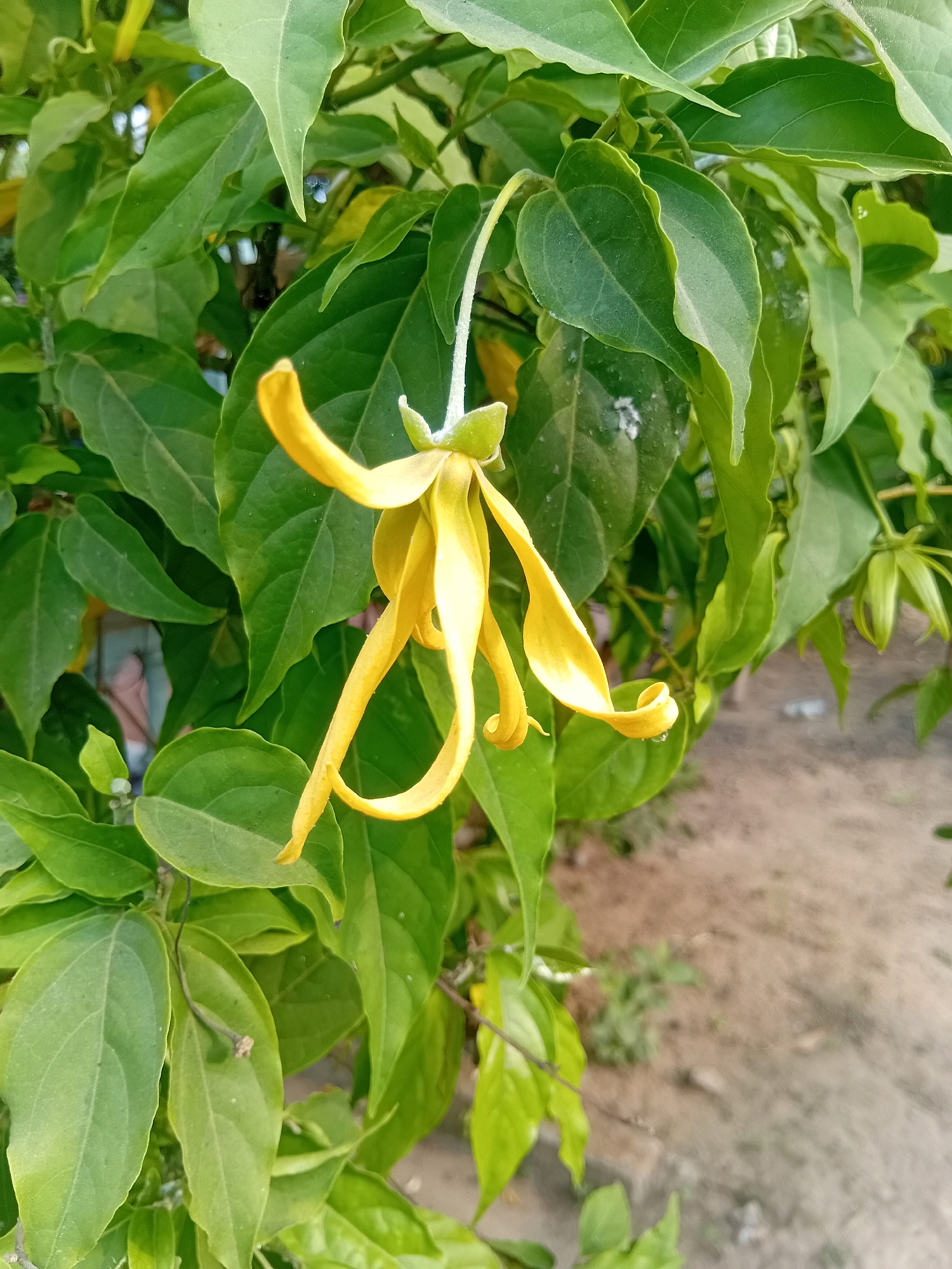 A single yellow flower with long, spiraling petals hangs from a green leafy branch. The flower is the main subject, positioned slightly off-center to the right. The background consists of more green leaves, some appearing unfocused, and a blurred earthy ground with scattered small plants. The lighting suggests it is daytime, with natural light illuminating the scene. The image appears to be a close-up photograph of the flower and its surrounding foliage, likely taken outdoors. The location is specified as Banjarwungu, Indonesia.