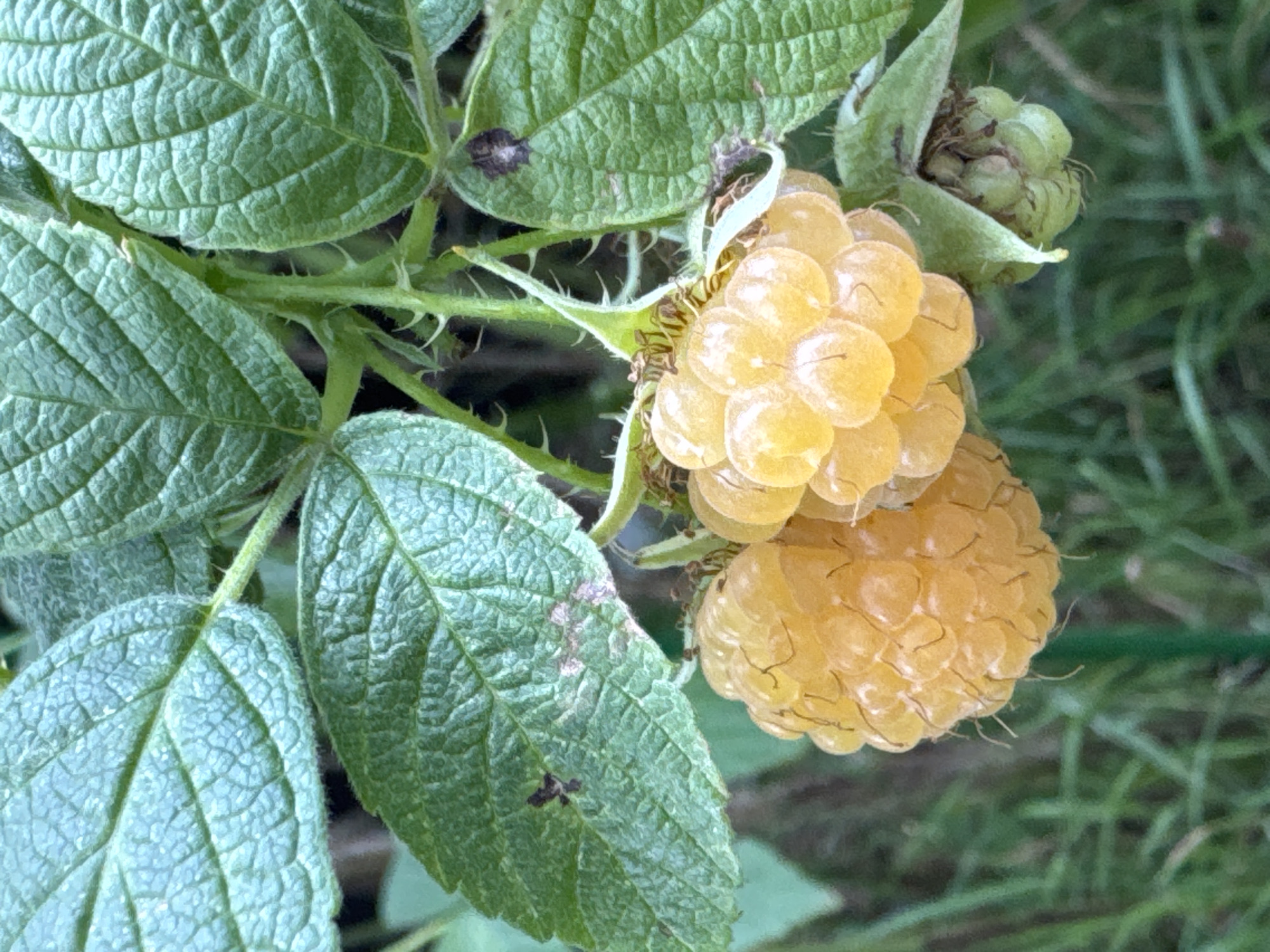 A close-up, eye-level shot captures two clusters of ripe, golden raspberries hanging from a branch of a raspberry bush. The raspberries are plump and composed of numerous drupelets, with some exhibiting a slight blush of pink. Green leaves, some with small dark spots and discolored patches, surround the fruit. The stem of the bush is visible, covered in small thorns. In the background, blurred green foliage and grass suggest an outdoor setting. The image was taken in Steklyannyi, Russia.