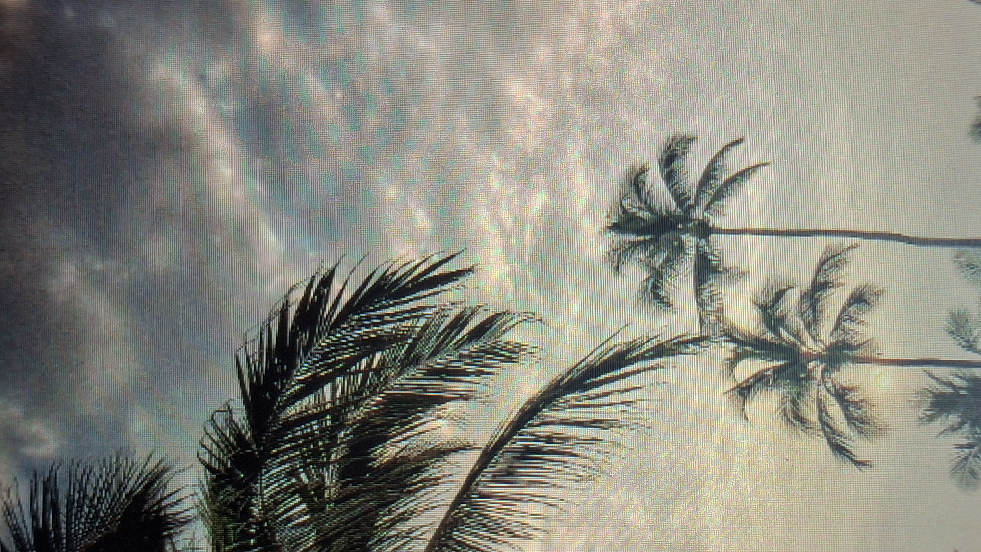 The image displays a serene landscape featuring several palm trees against a cloudy sky. In the foreground, large, dark palm fronds curve across the lower and left parts of the frame, showing detailed silhouettes of their segmented leaves. In the midground and background, multiple whole palm trees are visible, their slender trunks extending diagonally across the frame and their fronds silhouetted against the sky.
No people or specific activities are taking place; it is a static scene.
The time of day appears to be either early morning or late afternoon, or a heavily overcast day, as the sky is bright and diffused, with light sources seemingly behind the textured clouds. The weather is cloudy, contributing to the soft, diffused lighting. The prominent presence of numerous palm trees strongly indicates a tropical or subtropical climate.
A notable technical detail is the visible pixel grid or moire pattern across all provided images, suggesting they are photographs of a digital screen (such as a monitor or television) rather than direct digital captures of the scene.
There is no visible text within the images.
Regarding the provided location context: Gyumri, Armenia, is an inland city with a continental climate that does not support the natural growth of palm trees as depicted. Therefore, the visual evidence contradicts the given location; the image likely depicts a different geographical area, or it is an image displayed on a screen in Gyumri rather than a scene from Gyumri itself.