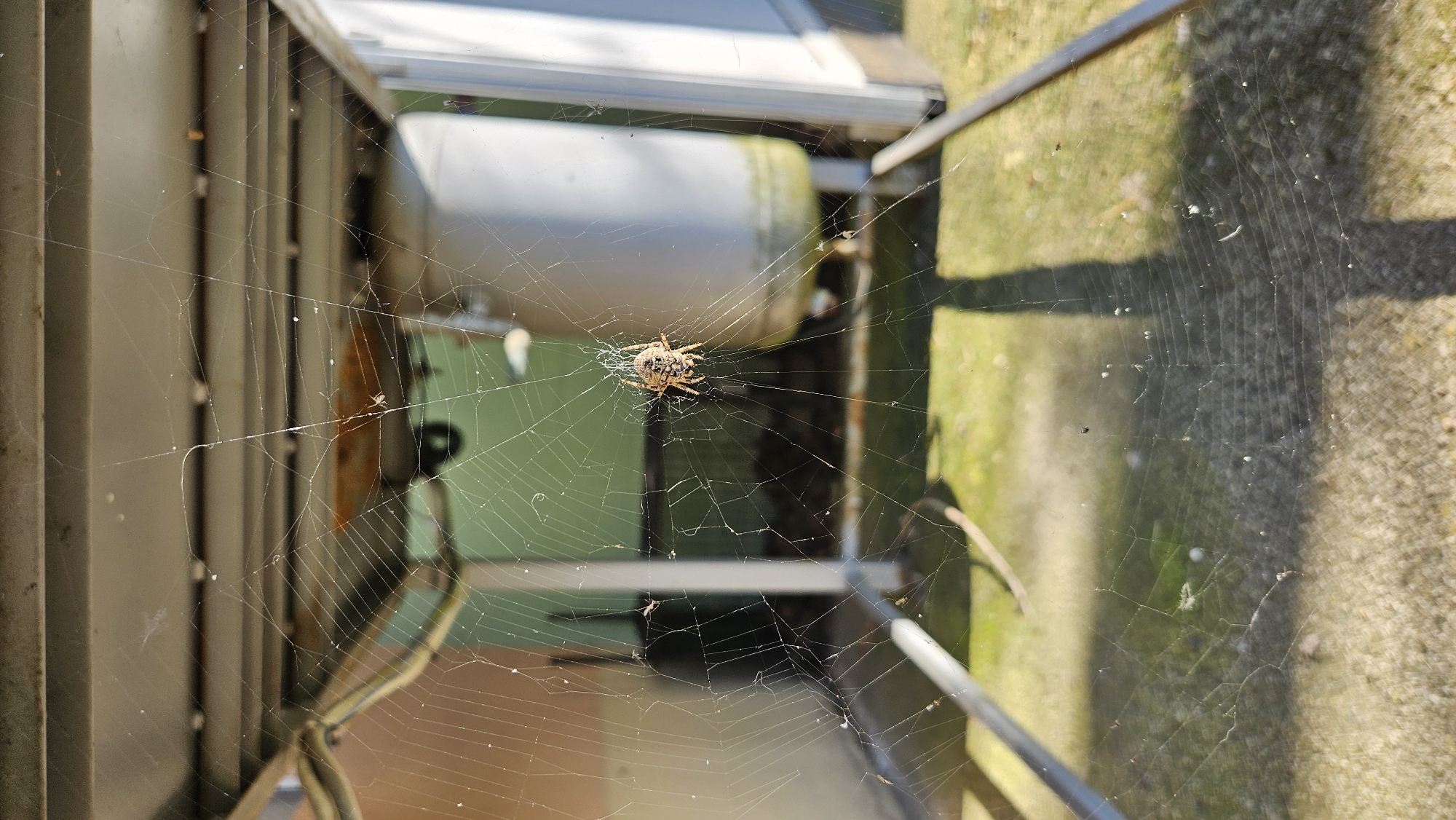 An outdoor shot taken from an elevated position shows a spider web spun between metal structures. A spider is visible at the center of the web. The background consists of grass and concrete surfaces. The specific location in Stara Zagora, Bulgaria, cannot be determined from the image.