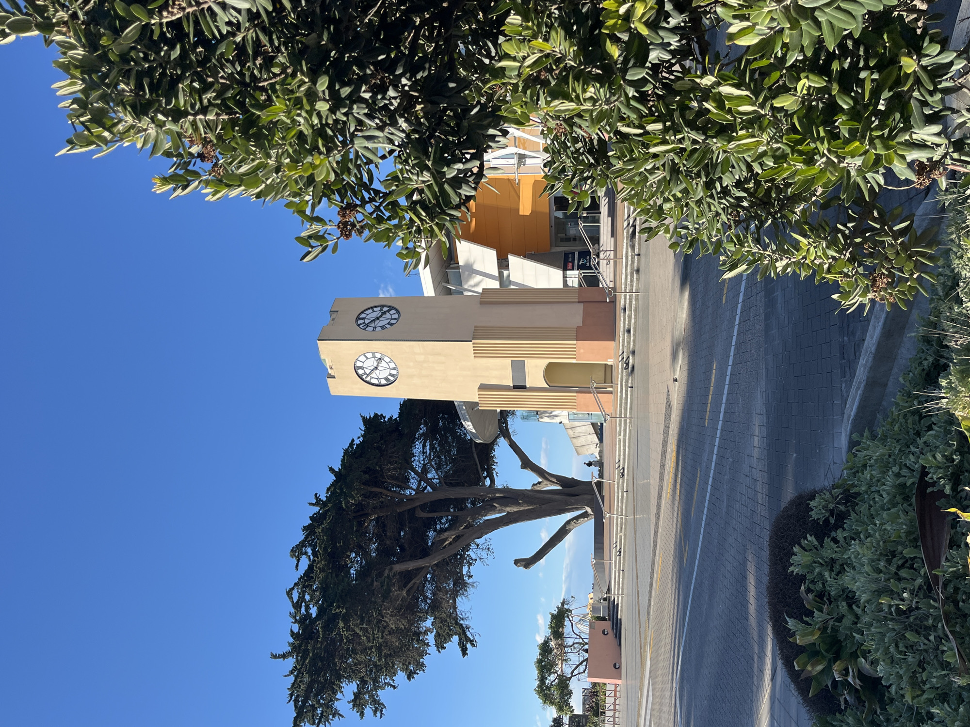 In Christchurch, New Zealand, a clock tower stands under a clear blue sky. The clock tower, painted a pale yellow, features two visible clock faces with roman numerals. Adjacent to the tower is a modern building with orange and white accents. In the foreground, a large, mature tree with dark green foliage partially obscures the view. To the right, a dense bush with bright green leaves and small brown seed pods occupies the right side of the frame. The ground is paved with grey cobblestones, with a street and yellow markings visible. Several sets of stairs with metal railings lead up to the building. In the middle ground, a solitary person is visible walking near the base of the clock tower.