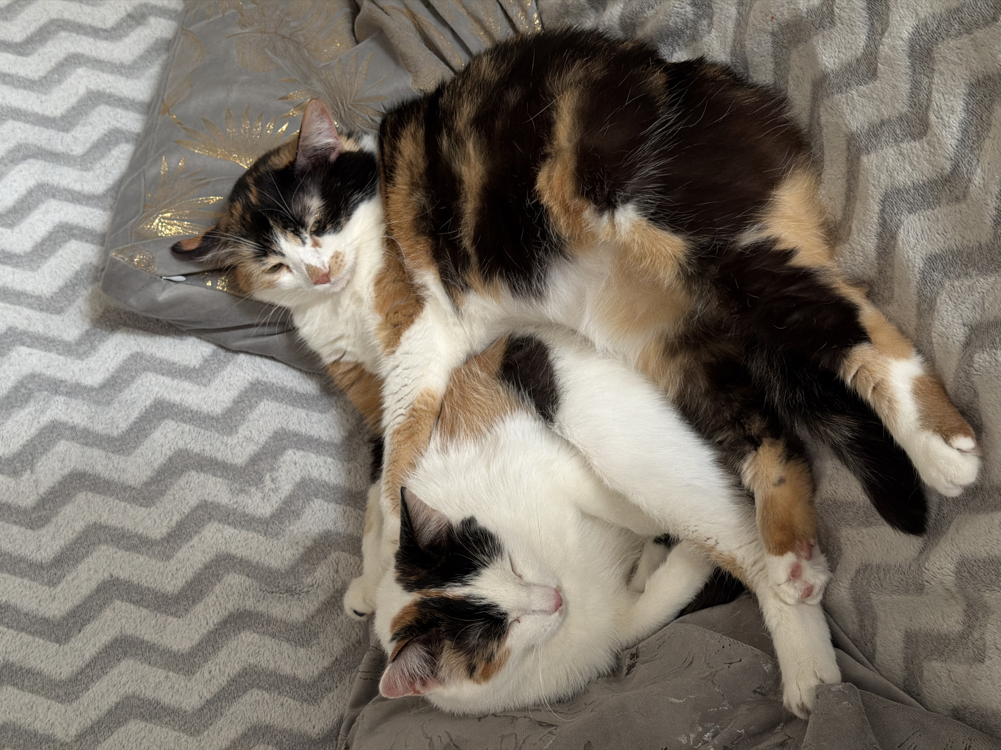 Two calico cats are sleeping in a pile on a gray chevron patterned blanket. One cat is mostly white with some black and brown markings, while the other has a mix of black, brown, and white fur. The cat on top is resting on a gray pillow with a gold leaf pattern. The location is Rossiyskiy, Russia.