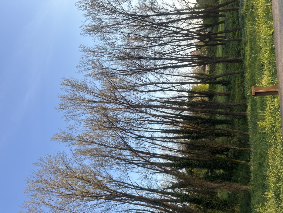 The image displays a daytime outdoor scene within a green space in Guimarães, Portugal, consistent with a park or natural area such as Parque da Cidade. The upper portion of the frame features a clear, light blue sky devoid of clouds. Below the sky, a dense formation of numerous tall, slender deciduous trees with dark, largely bare branches dominates the midground. Faint light green foliage indicates early spring budding on some branches. Dark green ivy visibly clings to the lower trunks of several trees, particularly on the left side of the composition. A patch of brighter green foliage is discernible deeper within the tree line, towards the center-right background. The immediate foreground consists of vibrant, well-lit green grass. A weathered, reddish-brown wooden post, approximately 0.4 meters in height, stands upright in the grass in the lower-center. A dark, indistinct horizontal surface, likely a paved path or road, runs along the extreme bottom edge of the frame. In the distant background, through sparse areas of the tree line, light-colored, indistinct structures, possibly buildings, are visible, suggesting proximity to an urban or suburban area. No individuals, actions, or specific interactions are depicted.