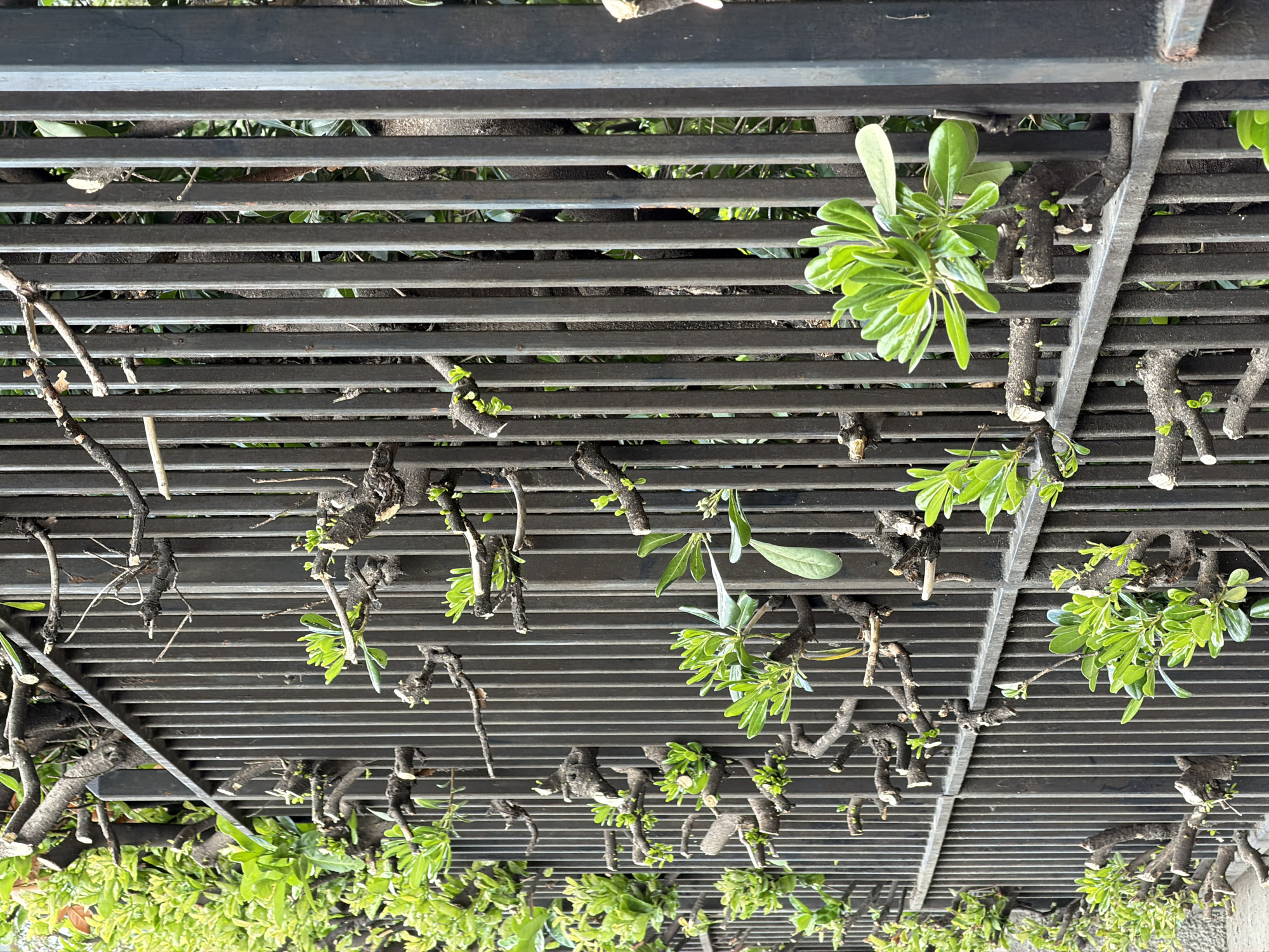 The image shows a view looking up at a metal pergola structure with pruned tree branches intertwined within its latticework. The pruned branches show signs of new growth with small clusters of green leaves emerging. The perspective is from below, looking upwards. The location is Milan, Italy.