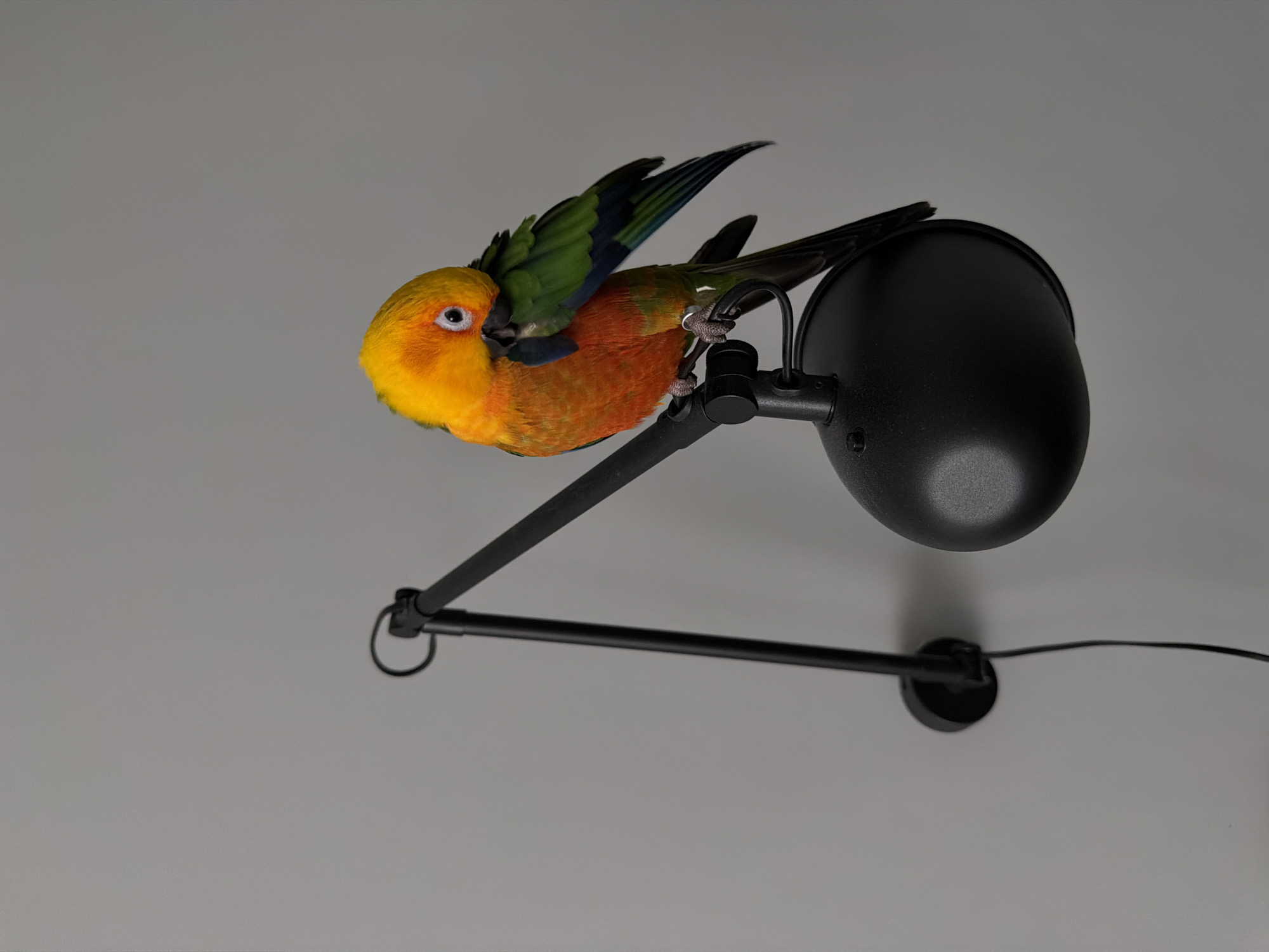 A sun conure parrot with vibrant orange and yellow plumage is perched on a black adjustable wall lamp. The parrot is grooming its feathers, tucking its beak into its wing. The lamp is mounted on a plain, light gray wall. The scene appears to be indoors, with no discernible elements to suggest a specific location within the city of Khimki, Russia, or any other geographical area.