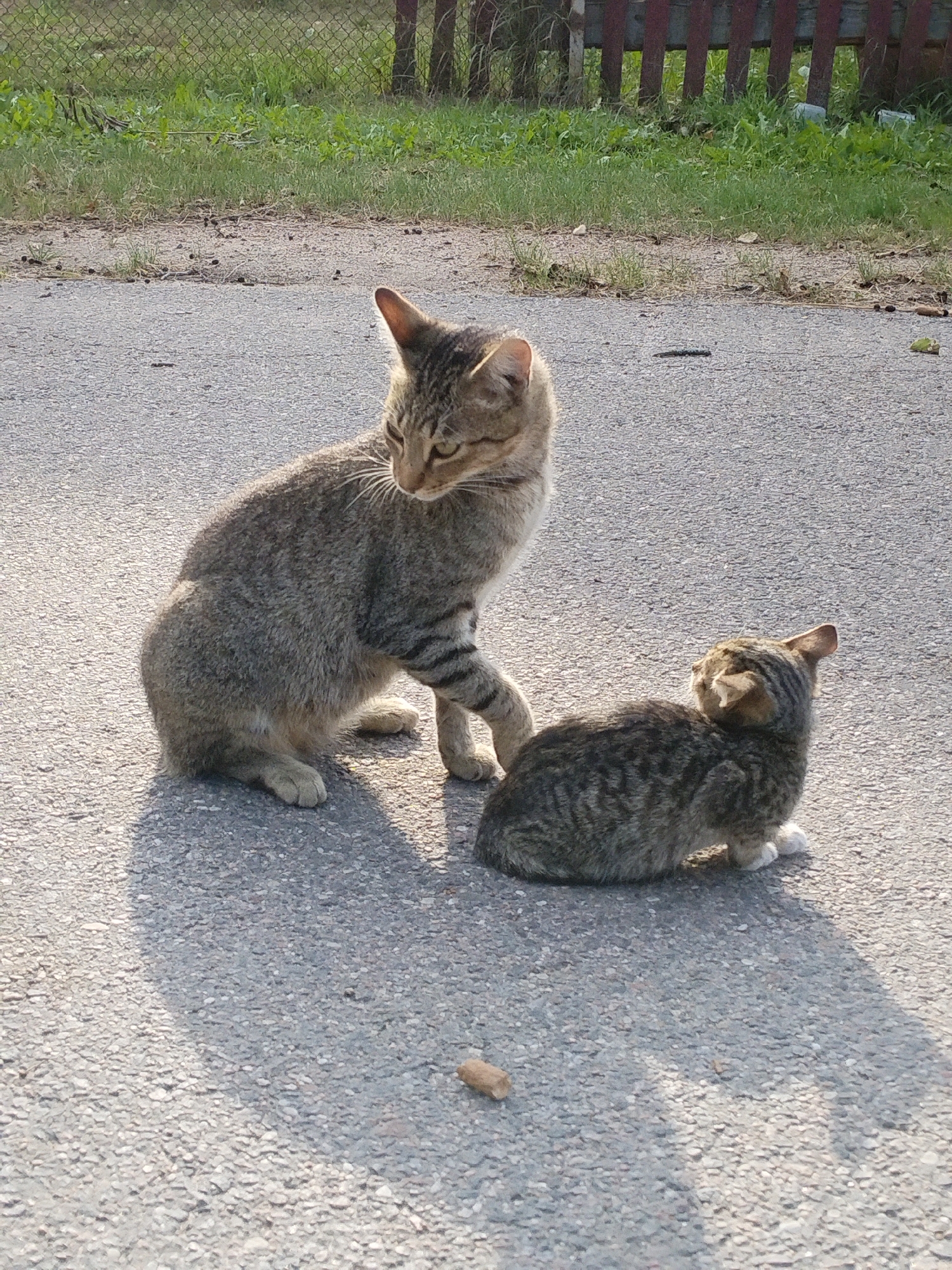 In Minsk, Belarus, a tabby mother cat sits on an asphalt surface, observing her kitten who is facing away from her. The kitten is significantly smaller than the mother cat and appears to be looking towards the left of the frame. The environment is outdoors, with a dirt and grass area visible in the background, bordered by a wooden fence and chain-link fence. The lighting suggests it is daytime, with distinct shadows cast on the asphalt, indicating the sun is likely to the left. There are a few small debris items scattered on the asphalt, including a piece of dry food. The scene appears to be a typical urban or suburban outdoor setting.