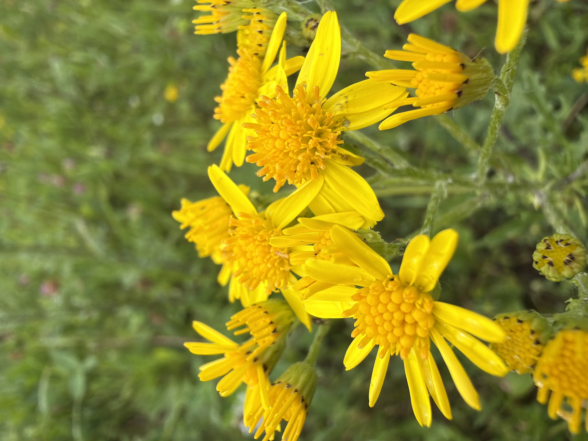 The image is a close-up, low-angle shot of several bright yellow flowers with daisy-like petals and textured, orange-yellow centers. The flowers are in various stages of bloom, with some fully open and others still in bud. The background is a soft, out-of-focus blur of green foliage and hints of pinkish-red, suggesting a natural outdoor setting. The lighting appears to be natural daylight, creating a vibrant and cheerful atmosphere. There are no people or man-made objects visible in the frame. Without specific landmarks or contextual clues, the exact location within Jēkabpils, Latvia, cannot be determined.
