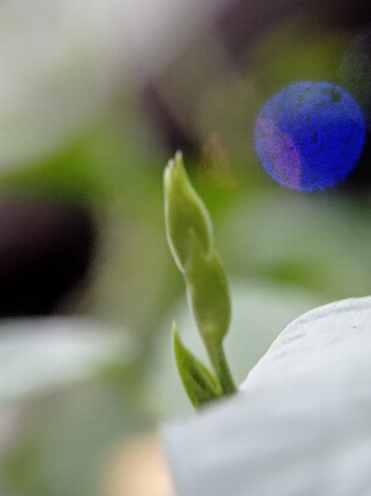 The image is a close-up, macro photograph of a delicate green plant bud, possibly on the verge of blooming. The bud is elongated and appears to be composed of tightly furled leaves. It is centrally located in the frame, with a soft-focus background of muted greens and grays, suggesting an outdoor, natural setting. To the right of the bud, there is a circular, bokeh effect of bright blue light, possibly from an artificial light source or a reflection. In the lower right corner, a portion of a white, petal-like structure is visible, also out of focus. The lighting is soft and diffused, creating a gentle and organic feel. There are no people or animals visible in the image.
This image does not provide any specific details that can be used to determine its location within the city of Mulyoagung, Indonesia. The scene depicted is generic to many natural environments and lacks any identifying landmarks, architectural features, or cultural markers.