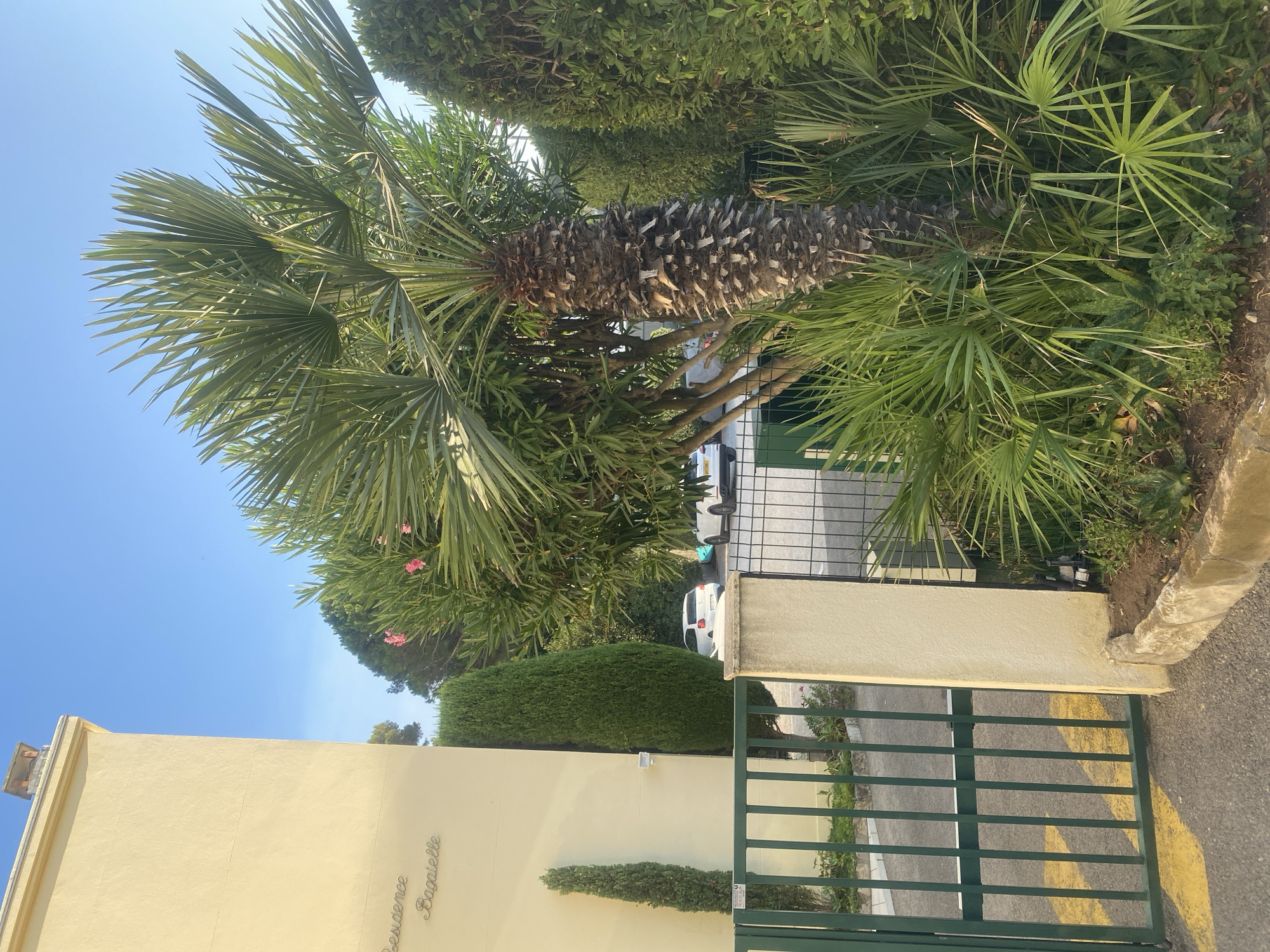 The image shows the entrance to the "Residence Bagatelle" in Antibes, France. A pale yellow building is visible on the left, with the name "Residence Bagatelle" inscribed in script on its facade. A green metal gate is partially open, revealing an asphalt driveway. In front of the building, there are several evergreen trees, including a tall, slender cypress tree on the left and a much larger palm tree dominating the center of the frame. The palm tree has a rough, textured trunk and numerous fronds. The ground around the palm tree is covered in lush green vegetation, including smaller palm plants and other leafy greens. Beyond the gate, a white car and part of another vehicle are visible parked in a lot. The sky is clear and blue, indicating a sunny day.