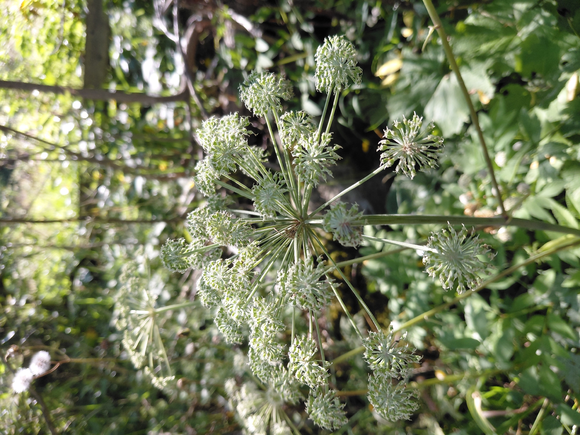 The image is a close-up, eye-level shot of a plant with an intricate, spherical seed head composed of numerous small, pale green segments. The seed head is the dominant subject, positioned centrally and in focus, with its delicate radiating stems. The background consists of lush green foliage, out of focus, suggesting a natural, outdoor environment. Sunlight filters through the leaves, creating dappled light and highlights. The overall impression is of a detailed botanical study within a natural setting. No specific location in Chernyk, Ukraine, can be determined from the image itself.