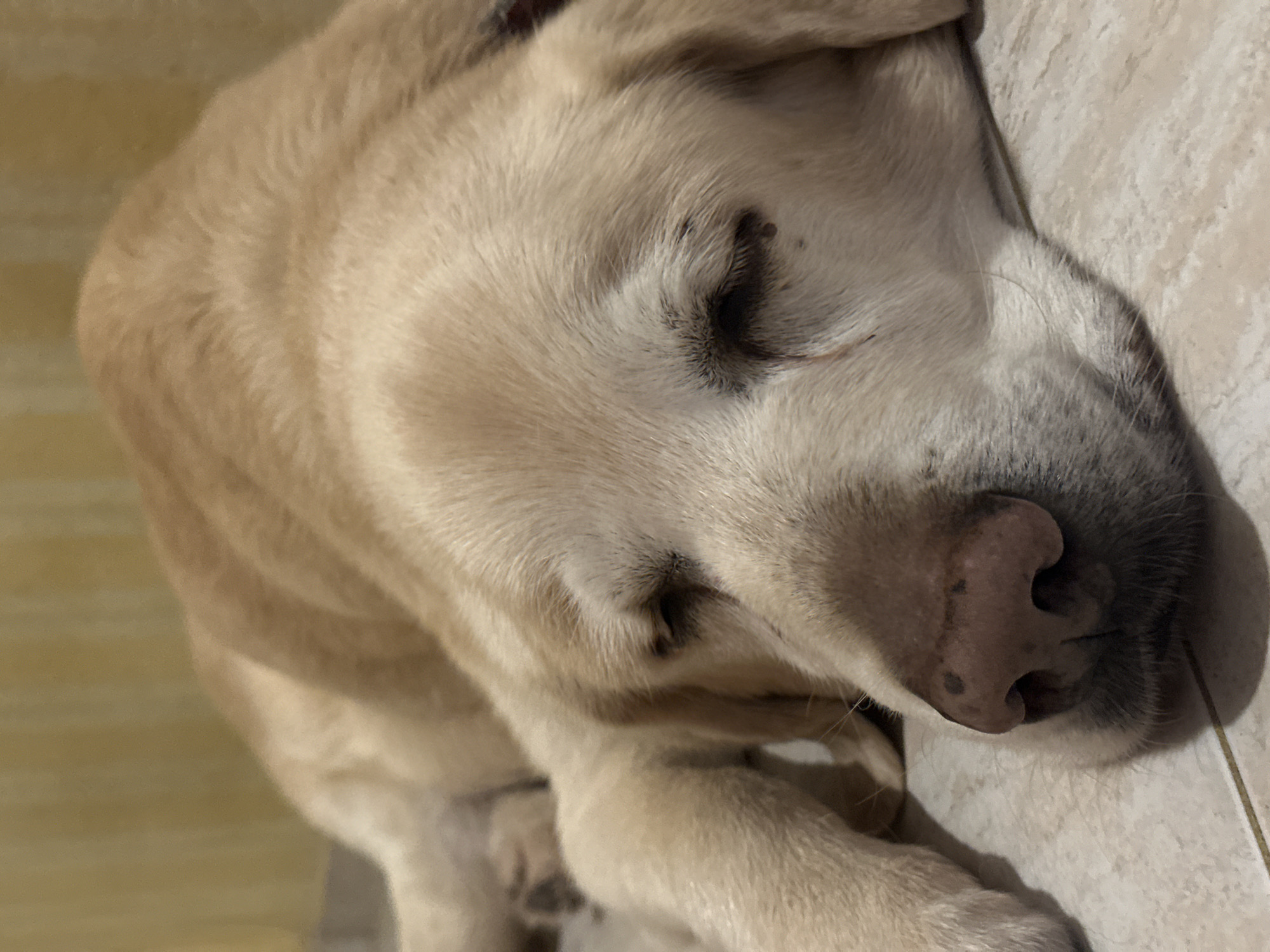 A light-colored Labrador Retriever dog is sleeping on a tiled floor in Sofia, Bulgaria. The dog is lying on its side with its eyes closed and its head resting on the floor. The dog's fur is short and smooth, and its body is relaxed. The background of the image is a blurred yellow curtain. The lighting in the image is soft and warm, creating a peaceful and cozy atmosphere. The floor tiles are light beige with darker grout lines. A thin shadow of what appears to be a thin, light-colored string or wire is cast on the floor in front of the dog's nose.