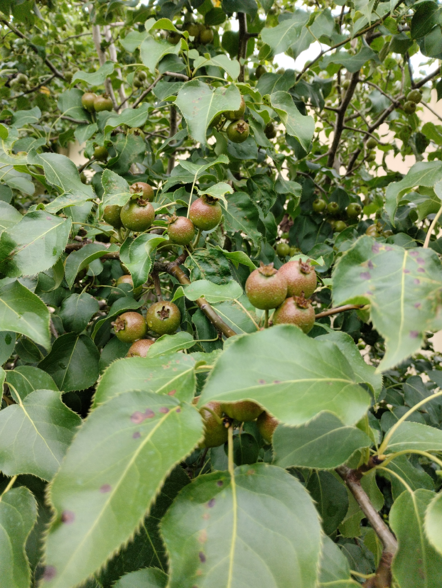 A close-up, slightly blurry photograph captures an outdoor scene dominated by the branches and leaves of a fruit-bearing tree, likely a pear tree, in Kostanay, Kazakhstan. Numerous small, green fruits, some with reddish-brown speckles, are visible clustered on the branches. The leaves are a vibrant green, with some exhibiting dark spots, possibly indicating a fungal or insect infestation. The background is a soft focus of more foliage and branches, suggesting a densely vegetated area within the city. No people or specific man-made structures are discernible. The lighting appears to be natural daylight, possibly overcast or diffused, contributing to the slightly muted colors and soft focus.