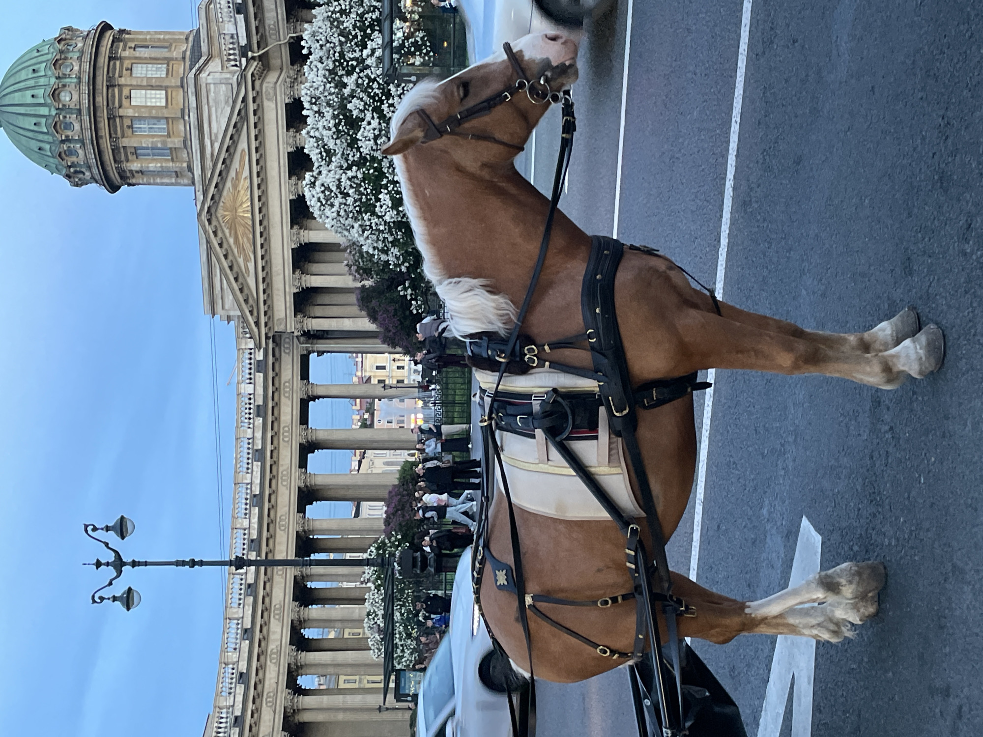 A majestic light brown horse with a prominent white mane and tail, adorned with a dark leather and cream-colored harness, stands poised on a paved street. Its head is turned slightly upwards and to the right. The horse's presence, alongside its elaborate harness, suggests it is a carriage horse, likely part of a tourist experience in a historic setting.
In the background, a grand neoclassical edifice, identifiable as Kazan Cathedral in Saint Petersburg, Russia, dominates the upper part of the scene. The cathedral features a distinctive large green dome and an impressive semicircular colonnade of numerous classical columns. In front of the colonnade, vibrant white flowering shrubs are in full bloom, adding a touch of natural beauty to the architectural grandeur. Beneath the colonnade, several people are visible, some strolling and others gathered, hinting at a lively public space.
The scene appears to be set during late afternoon or early evening, indicated by the soft, clear blue sky. An ornate black street lamp with two globes stands in the mid-ground. The street surface is dark asphalt with white painted lines, and parts of modern vehicles, including a white car, can be seen in the immediate vicinity of the horse. No discernible text is visible in the image.