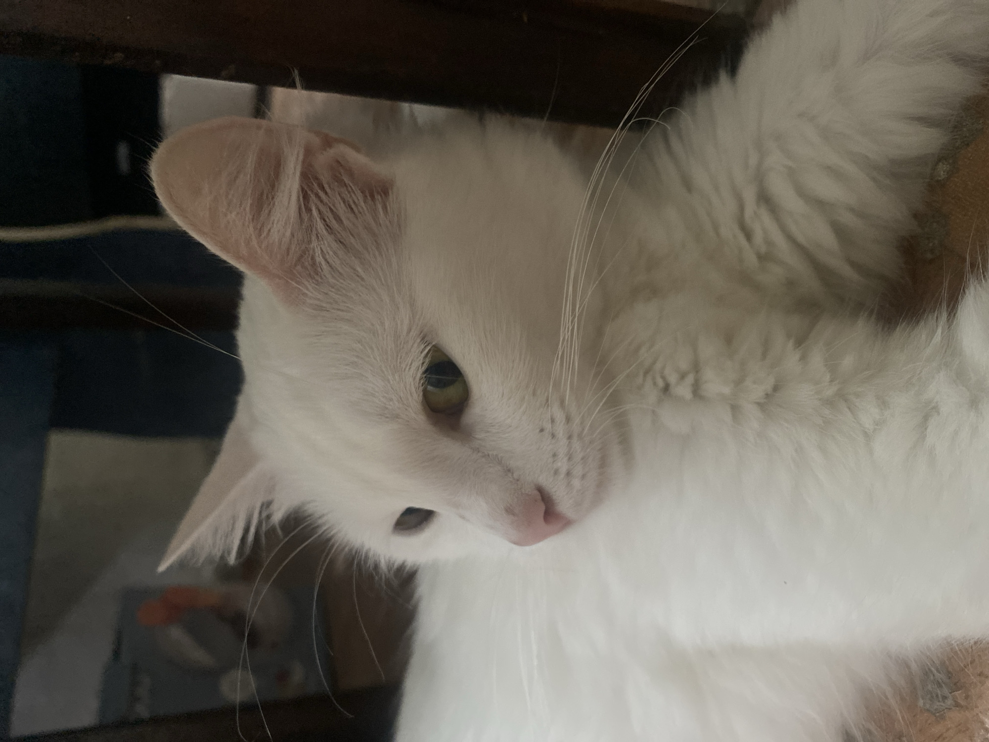 An indoor, close-up, eye-level shot shows the face of a white, long-haired cat. The cat is facing to the left, with its head turned slightly away from the camera. Its eyes are partially open, with one eye clearly visible, showing a yellow iris. The cat's nose is pink, and its whiskers are long and white. The cat's fur is fluffy and appears soft. The background is blurred and dark, with hints of what appear to be furniture. There are no people or any indication of the city of Baku, Azerbaijan.