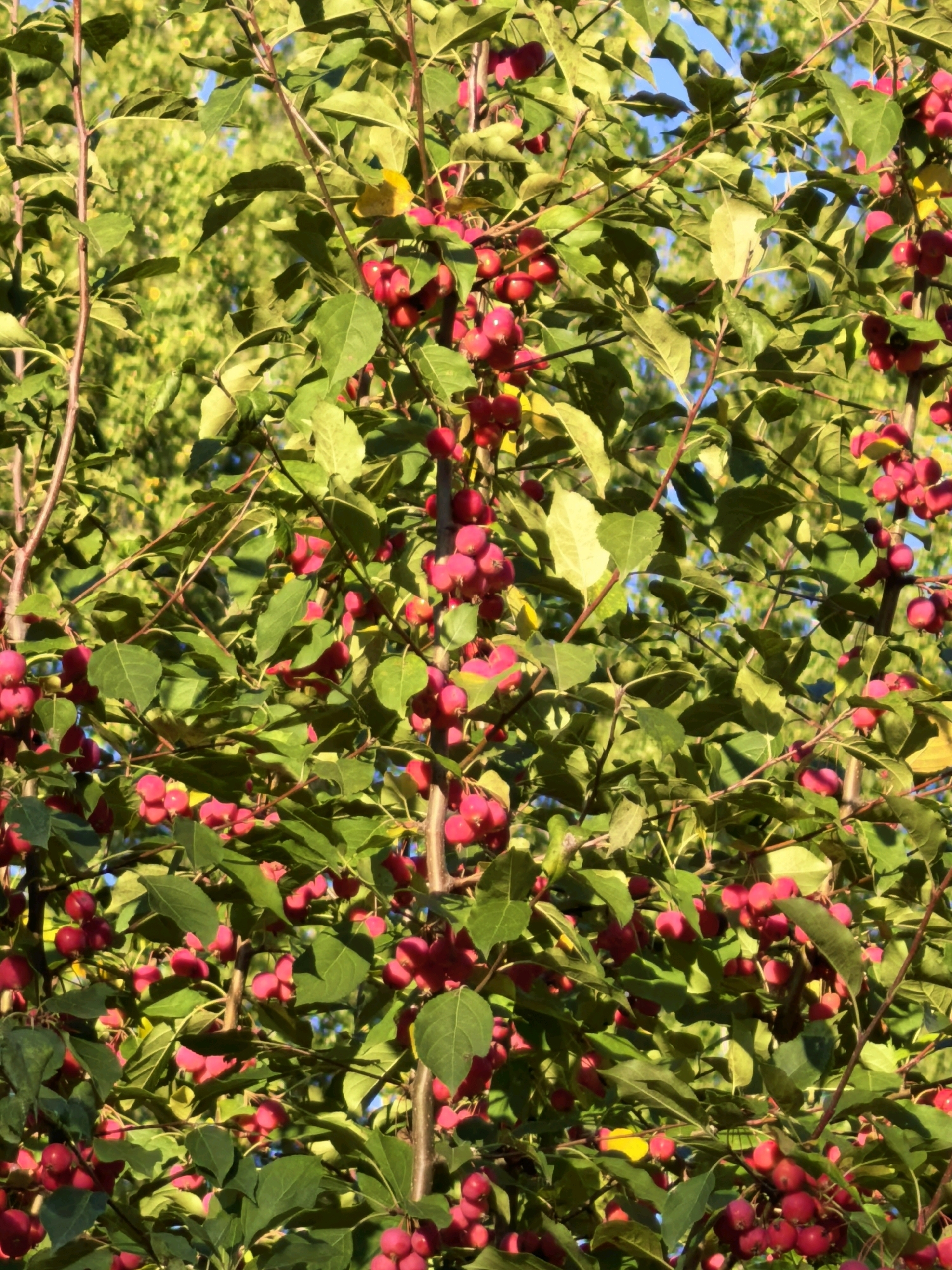 The image shows a close-up, detailed view of a tree laden with small, bright red crabapples. The crabapples are clustered on branches amidst lush green leaves, some of which are tinged with yellow, indicating a possible autumnal setting. The sunlight filters through the foliage, creating highlights and shadows. The background is a blur of more green foliage and patches of bright blue sky, suggesting an outdoor environment. The image does not contain any people, nor does it provide any specific information about its location in the city of Sterlitamak, Russia, or any other identifiable geographical markers.