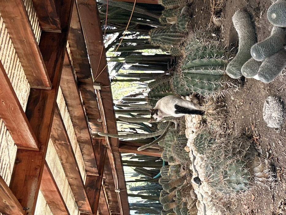The image depicts a semi-enclosed cactus garden or nursery located in Bachan, Israel. A light-colored cat with distinct dark markings on its face, ears, and a dark tail stands in the midground, positioned mostly with its back to the viewer but with its head turned to look back over its left shoulder towards the camera. The ground is composed of dark soil interspersed with areas of white gravel and small stones. The scene is densely populated with a wide variety of cacti, including numerous spherical and barrel-shaped cacti in the foreground and midground, and a multitude of tall, slender columnar cacti forming a dense background. Overhead, a wooden beam structure with reddish-brown planks supports a translucent, corrugated roofing material, allowing diffused daylight to illuminate the area. Electrical wiring and conduits are visible running along the underside of these wooden beams. No other individuals or animals are present.