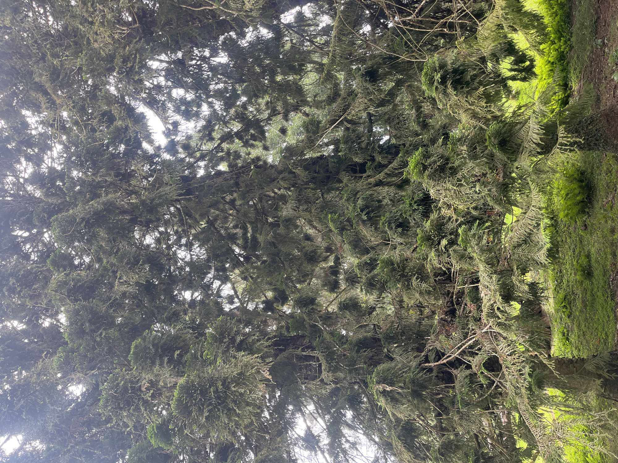 A wide-angle, full-frame shot captures a dense, moss-laden tree in the city of Baturiti, Indonesia. The tree's branches, thick with green moss, create a canopy that obscures much of the sky, allowing only dappled sunlight to filter through. The foreground features the base of the tree with its textured bark, and below, a carpet of vibrant green ferns and grass. The overall scene is one of lush, natural abundance, characteristic of a tropical environment. There are no people or animals visible in the image.