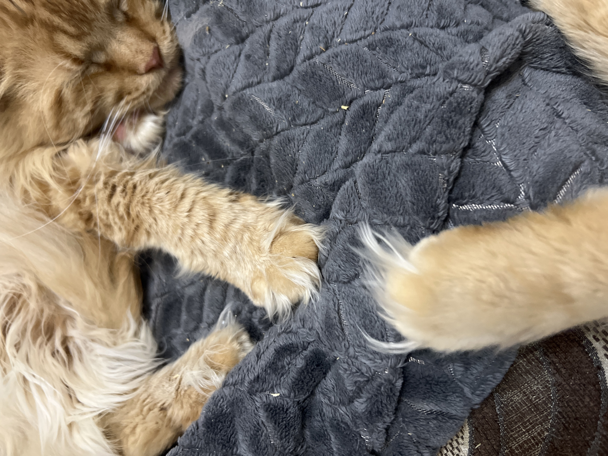 This is a close-up, eye-level, vertical shot of an orange tabby cat sleeping on a quilted dark gray blanket. The cat's head is on the right side of the frame, with its eyes closed and ears relaxed. Its paws are visible in the foreground and midground, some tucked under its body and one extended forward. The blanket has a diamond-shaped quilted pattern. The image does not provide any information about the location in the city of Markova, Russia.