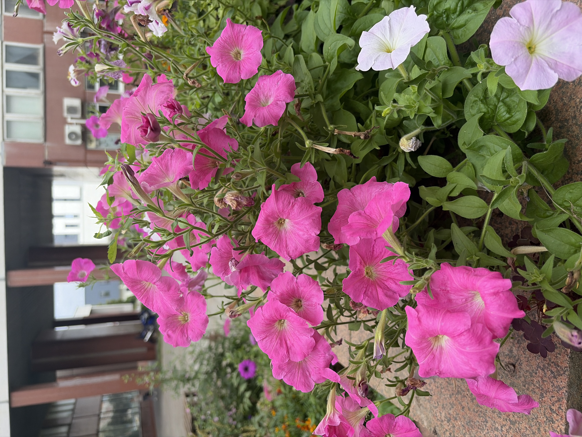 A cluster of vibrant pink petunias is in the foreground, with their trumpet-shaped blooms cascading over the edge of a reddish-brown planter. The petunias are lush and healthy, with dark green foliage providing a striking contrast to the bright pink flowers. To the right, a single white petunia and a pale pink petunia add a touch of variety. In the background, a blurred building with modern architecture and windows is visible, suggesting an urban setting. The overall impression is one of a well-maintained urban landscape, possibly a park or a public space in Minsk, Belarus, that has been beautified with colorful flowers.