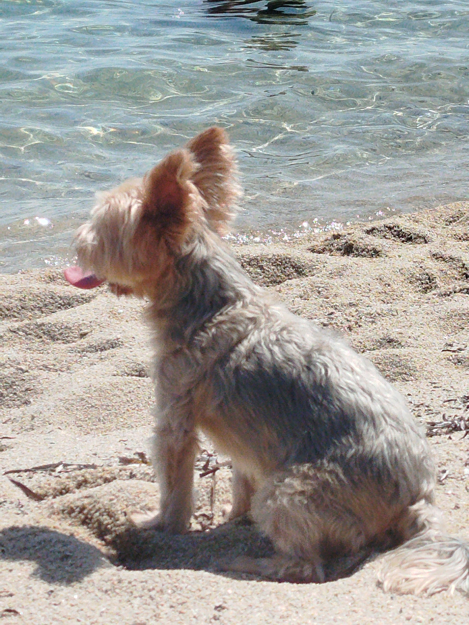 A tan-colored dog with long, fluffy fur and erect ears is sitting on a sandy beach, facing the clear, shallow water. The dog's tongue is hanging out of its mouth. The water has ripples and some dark submerged objects are visible. The beach is composed of small pebbles and sand. The location is the beach of Nikiti in Sithonia, Greece.