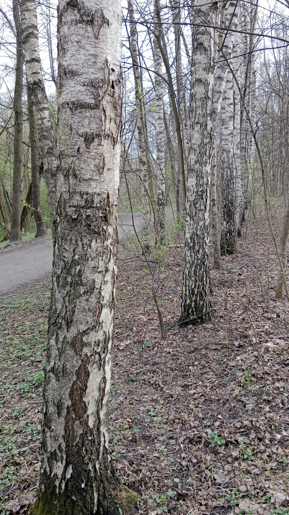 This media file captures a serene, natural scene within a park or forest in Moscow, Russia, likely during early spring. The primary subject is a tall, stout birch tree trunk positioned in the foreground, slightly to the left of the center. Its distinctive bark features white, gray, and dark brown patches, with characteristic peeling layers.
Behind this main tree, a row of slender birch trees stretches into the background on the right side of the frame. Their light-colored bark stands out against the muted tones of the bare branches that dominate the upper half of the image. Further to the left, other tree trunks with darker bark are visible, suggesting a mix of tree types.
The ground is carpeted with a thick layer of fallen brown leaves, interspersed with patches of emerging green undergrowth and small, delicate shoots, indicating the very beginning of the growing season. A winding dirt path or trail is visible in the mid-ground on the left, disappearing among the trees.
The light suggests it is daytime, with an overcast sky filtering the light, creating soft, diffused illumination and minimal harsh shadows. No people or animals are present, and no specific activity is taking place; the image portrays a quiet, natural landscape. There is no visible text in the image.