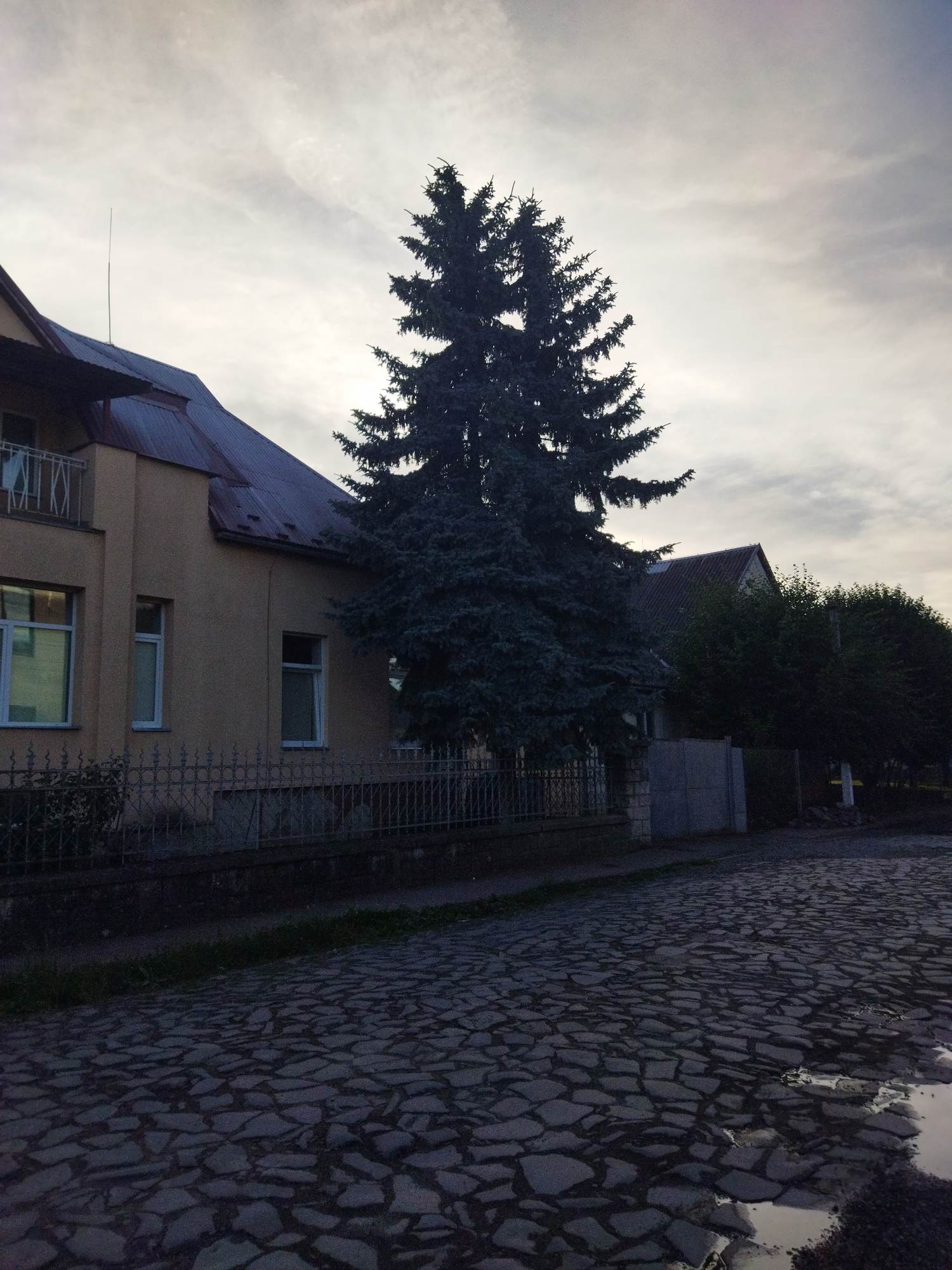 This image depicts a cobblestone street in Mukachevo, Ukraine, under a cloudy sky. A tall evergreen tree stands prominently in the foreground, partially obscuring a light-colored building with a dark roof and a balcony. The building has several windows. A metal fence runs along the property line between the street and the building. In the background, more trees and structures are visible. The street appears wet, with puddles reflecting the overcast sky. The overall atmosphere is subdued, suggesting it may be dusk or a gloomy day. There are no people or animals visible in the scene.