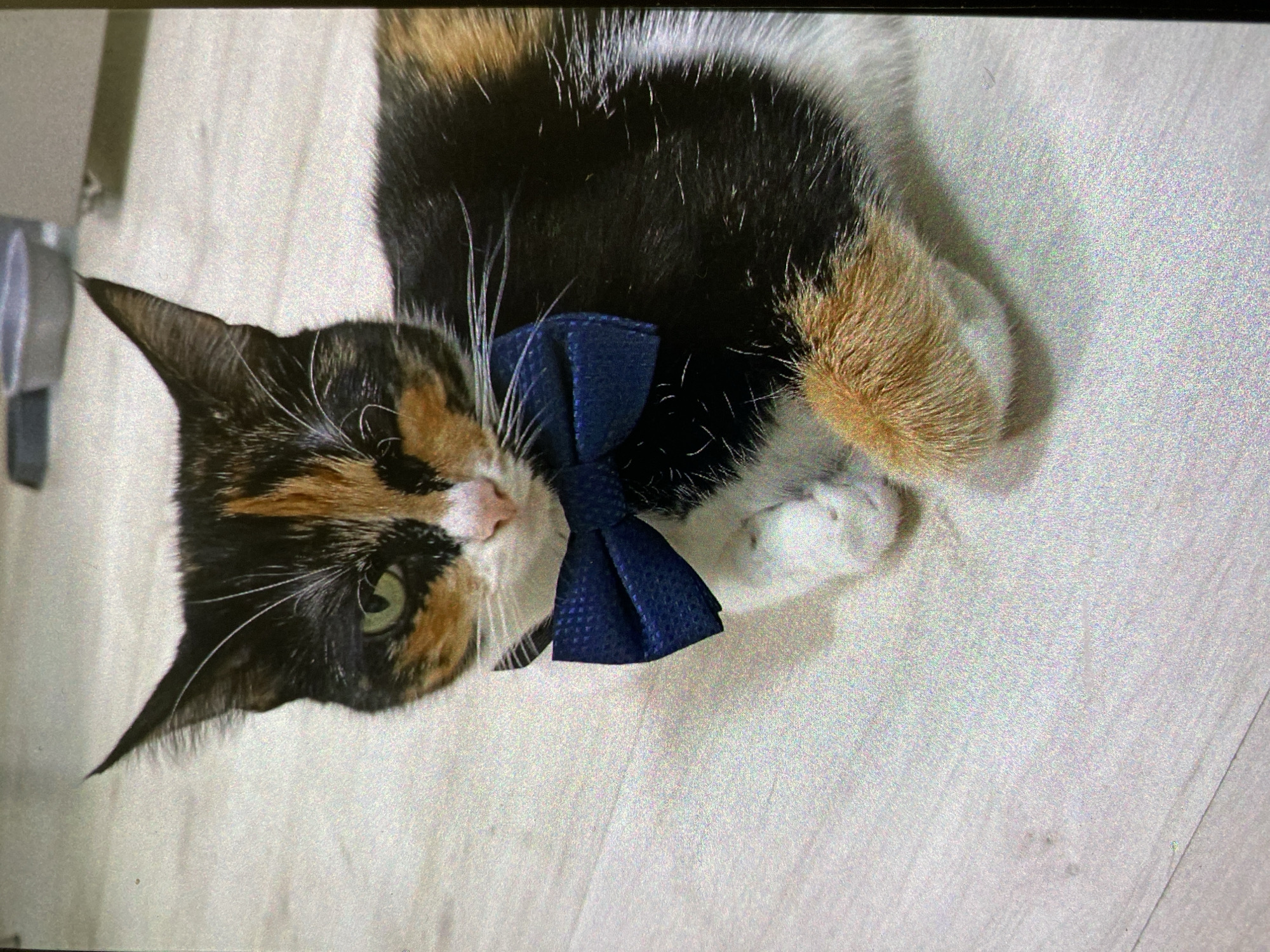 A calico cat with a navy blue bow tie lies on a light-colored wooden floor. The cat's fur is primarily black, with patches of orange and white. Its green eyes are visible. One paw is white. The environment appears to be indoors. No people are visible. There is no indication of the location being Saint Petersburg, Russia.
