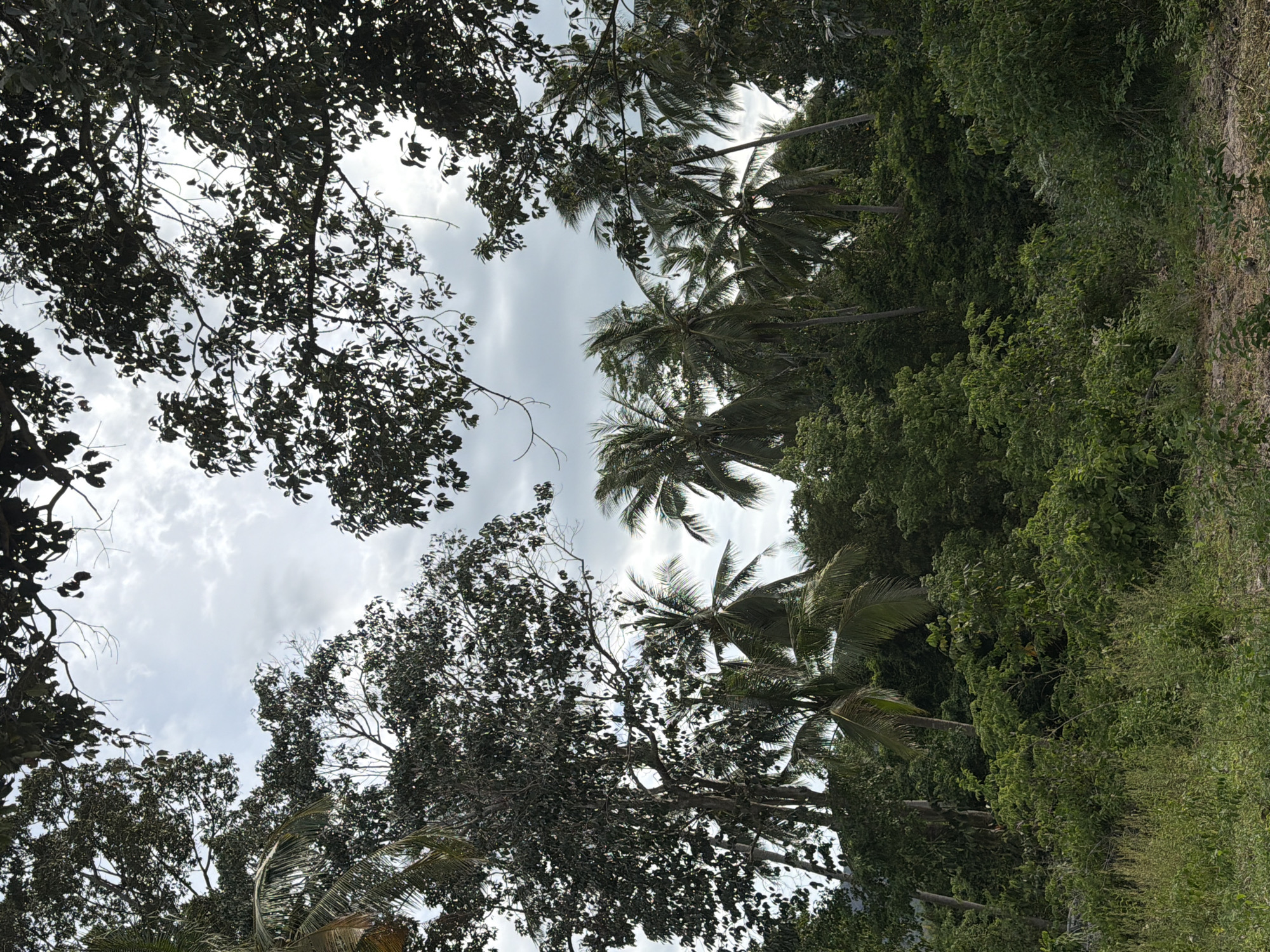 The image captures a dense, verdant tropical landscape, likely in Baan Mae Nam, Thailand, under an overcast sky. The foreground is dominated by a thick undergrowth of various green shrubs and tall grasses, with some dry, bare earth visible in the lower right. Towering above the undergrowth is a lush forest canopy featuring numerous palm trees, recognizable by their slender trunks and distinct fronds, interspersed with other broadleaf trees. The foliage is so dense that it obscures the ground beyond the immediate foreground and much of the sky. The sky itself is a muted gray, with hints of white clouds breaking through. The overall impression is one of a wild, untamed natural environment, characteristic of a tropical rainforest or dense jungle. There are no people or animals visible in the scene, and no discernible human structures or artifacts.