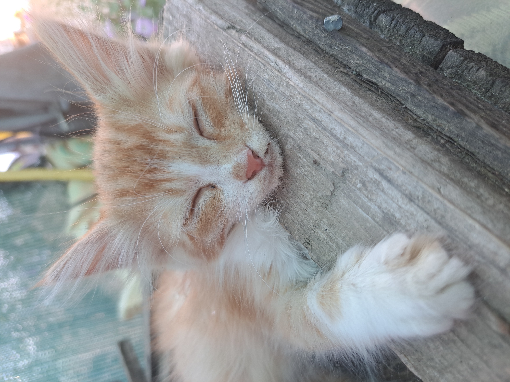 A ginger and white kitten sleeps on a weathered wooden plank. The kitten's eyes are closed, its pink nose is visible, and its white whiskers fan out. Its fur is long and fluffy, with patches of ginger and white. One of its front paws rests on the plank. The background is out of focus and appears to be an outdoor setting with a green, mesh-like structure and some vegetation. The scene is devoid of human presence. This image was taken in Vypasne, Ukraine.