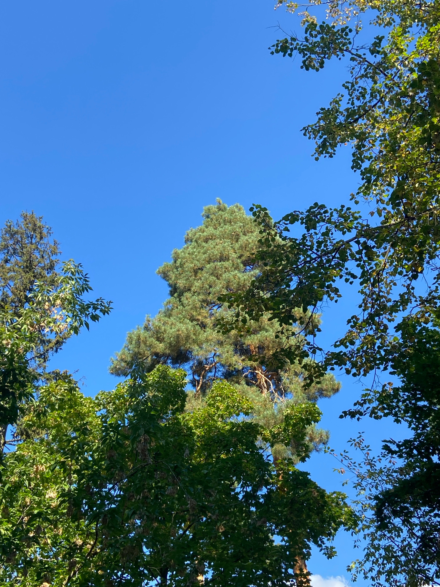 The image depicts a clear blue sky with the tops of several trees visible against it. The trees appear to be lush and green, with a mix of coniferous and deciduous varieties. The sunlight suggests it is daytime. The scene has been identified as being in Balashikha, Russia.