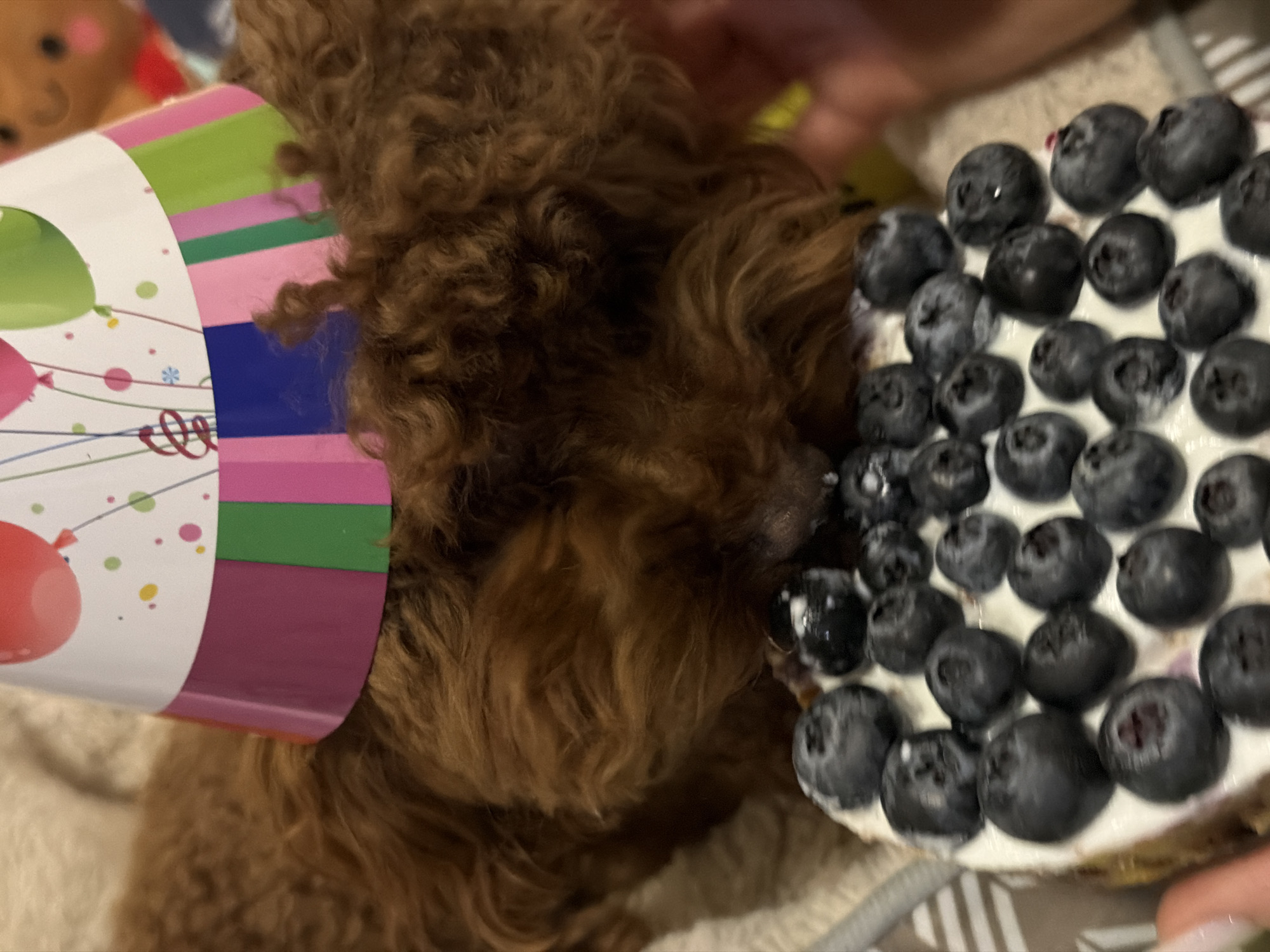 A brown poodle is wearing a colorful birthday hat and eating a cake covered in blueberries.